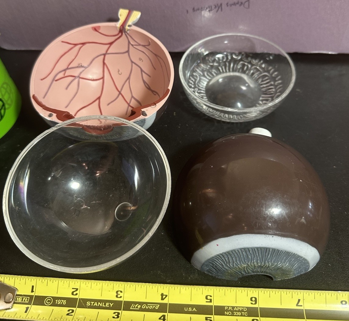Vintage Scientific Human Eye Anatomical Model Human Eye Model