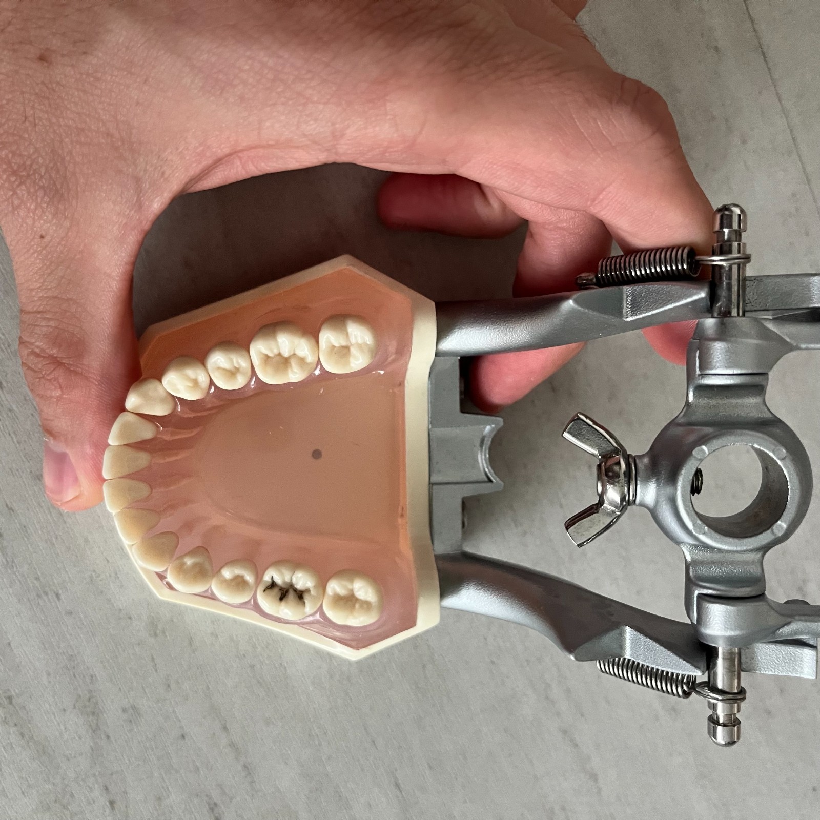 Dental Typodont Removable Teeth Model Nissin model i21DP-400G