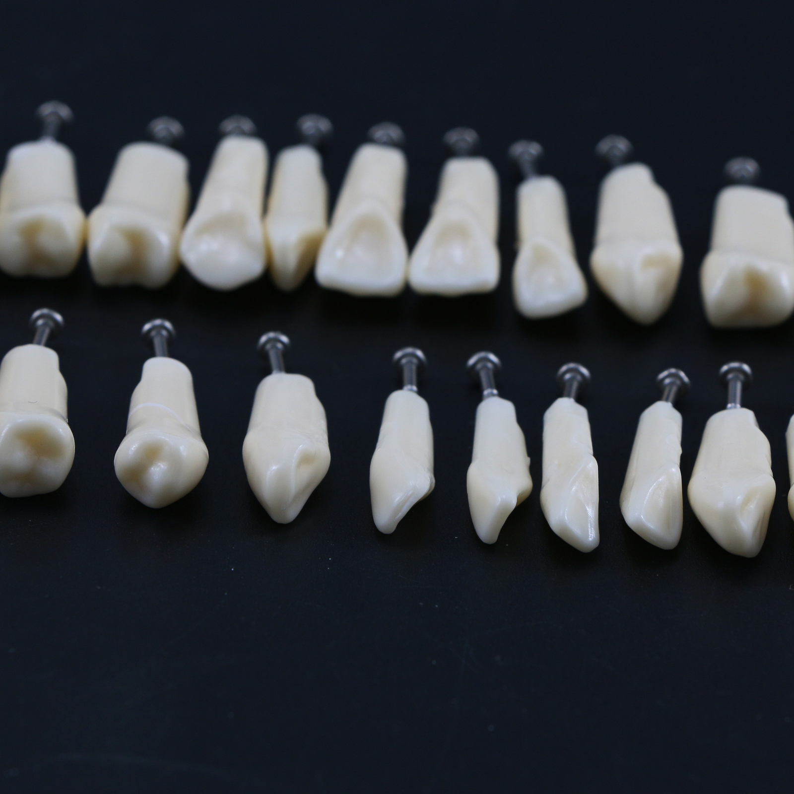 US Dental Replacement Typodont Teeth Set of 28 Teeth for Kilgore Nissin 200