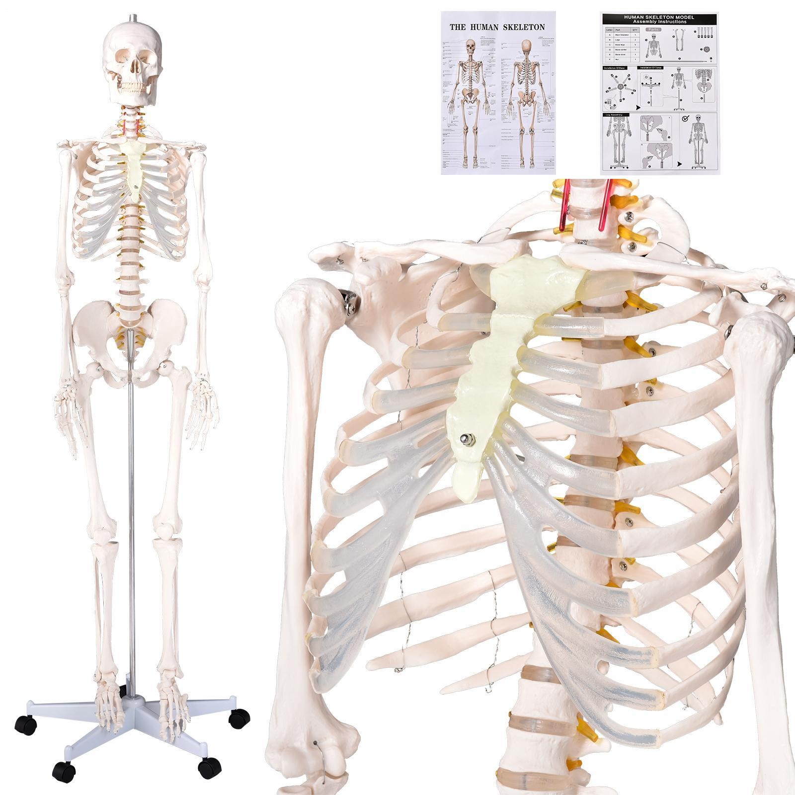 New Life Size Human Anatomical Anatomy Skeleton Medical Model, Stand