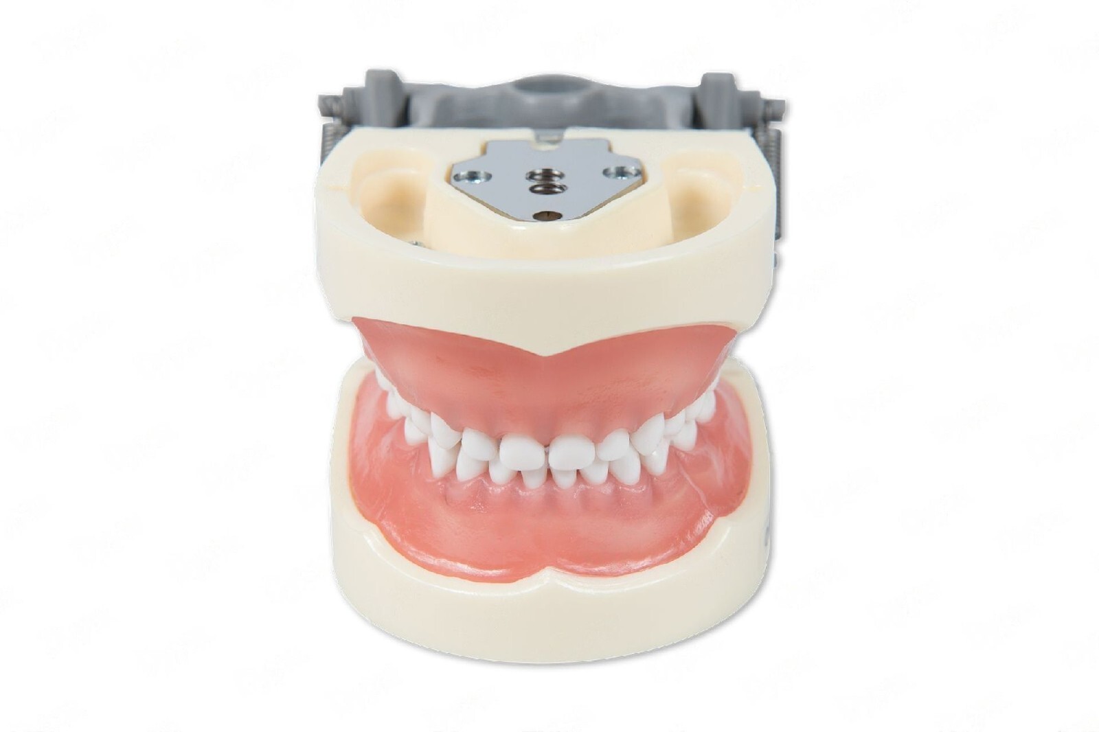 Dental Typodont Model 200P Compatible w/ Nissin Teeth