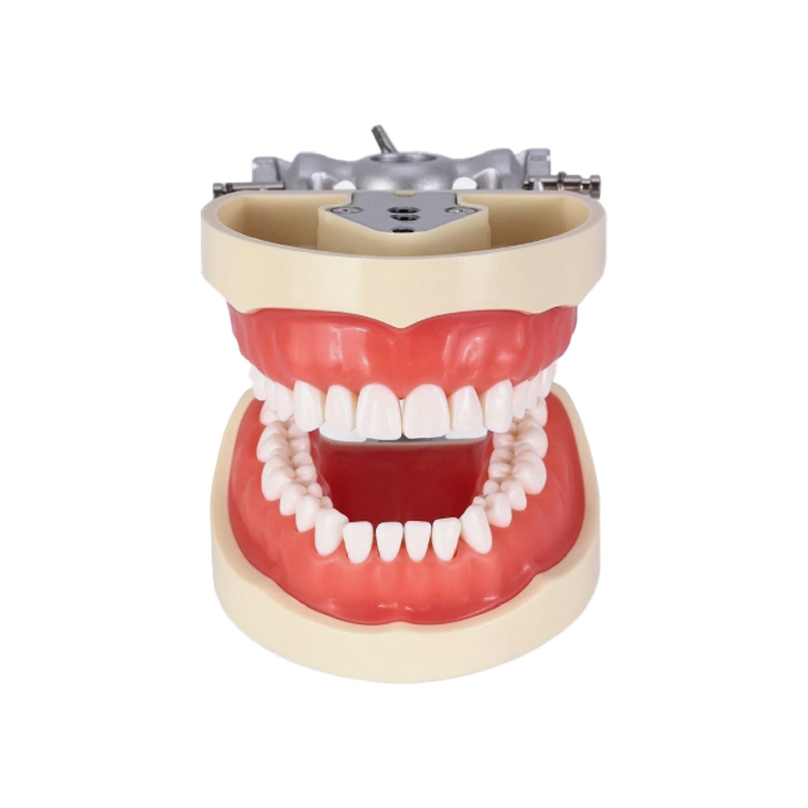 Kilgore Nissin 200 Type Dental Typodont 32Pcs Teeth Model Screw-in Replacement