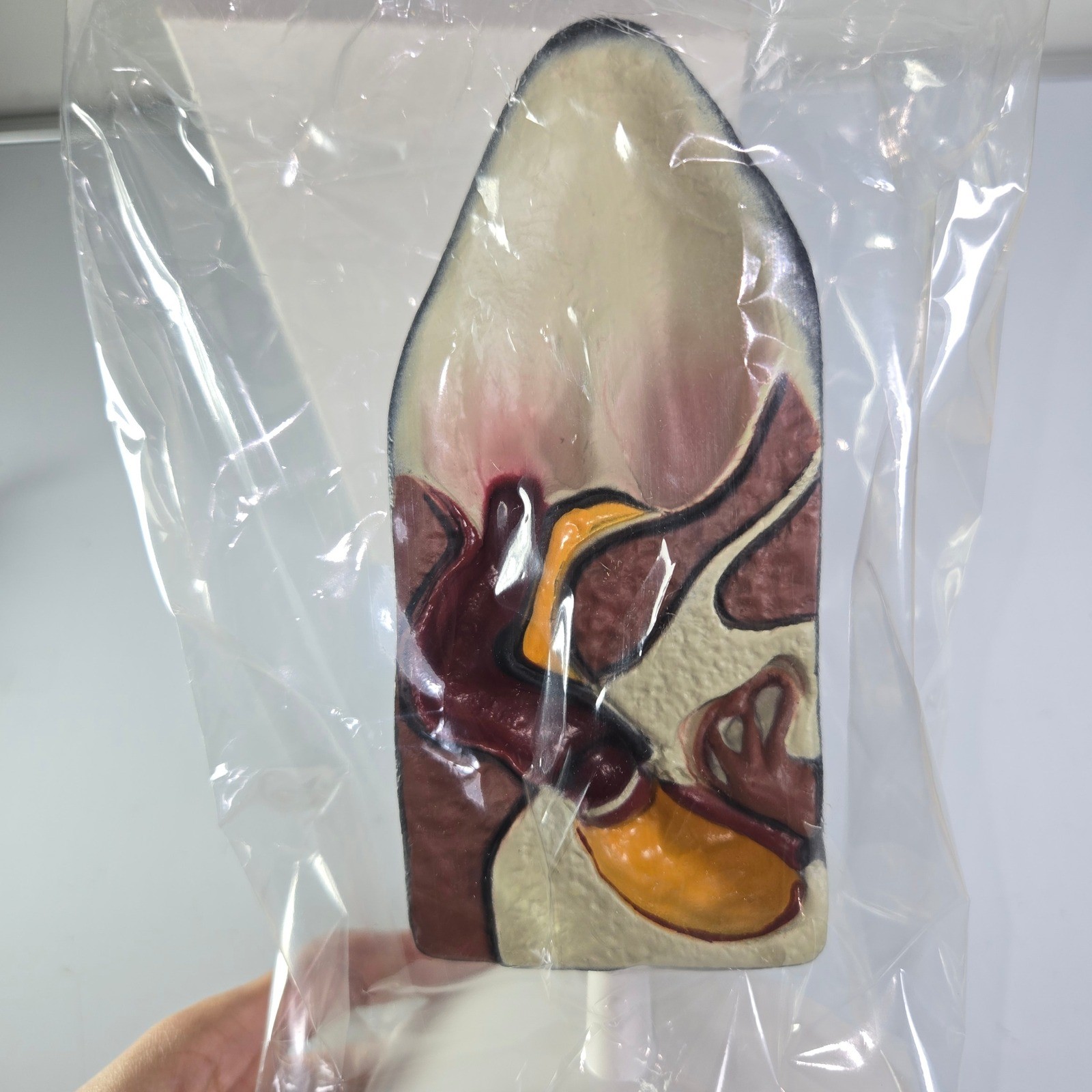 Banfield Ear Anatomy Model Educational Teaching Aid Medical Science