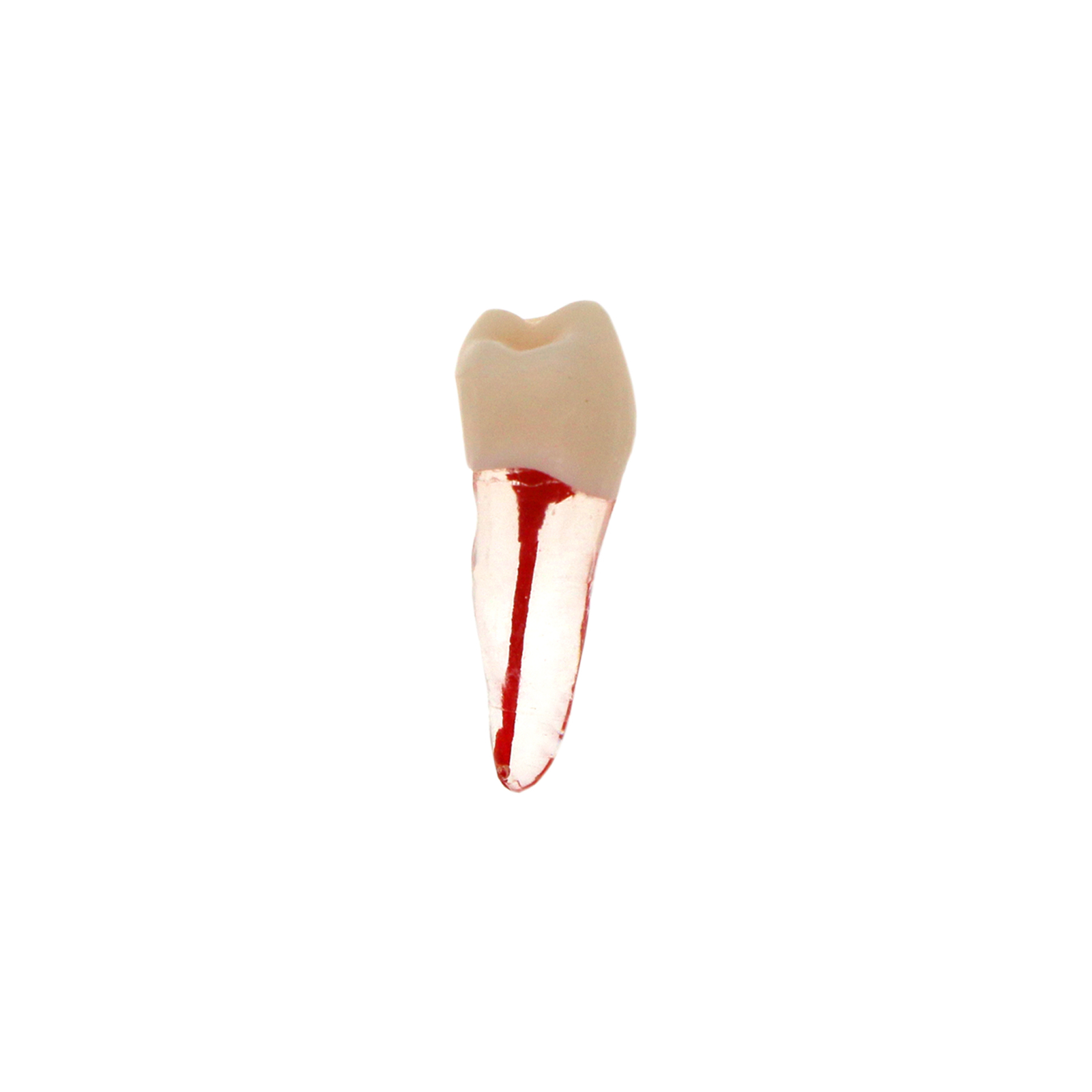 10Pcs Dental Root Canal Practice Model RCT Practice Endo Teeth Model Pulp Study
