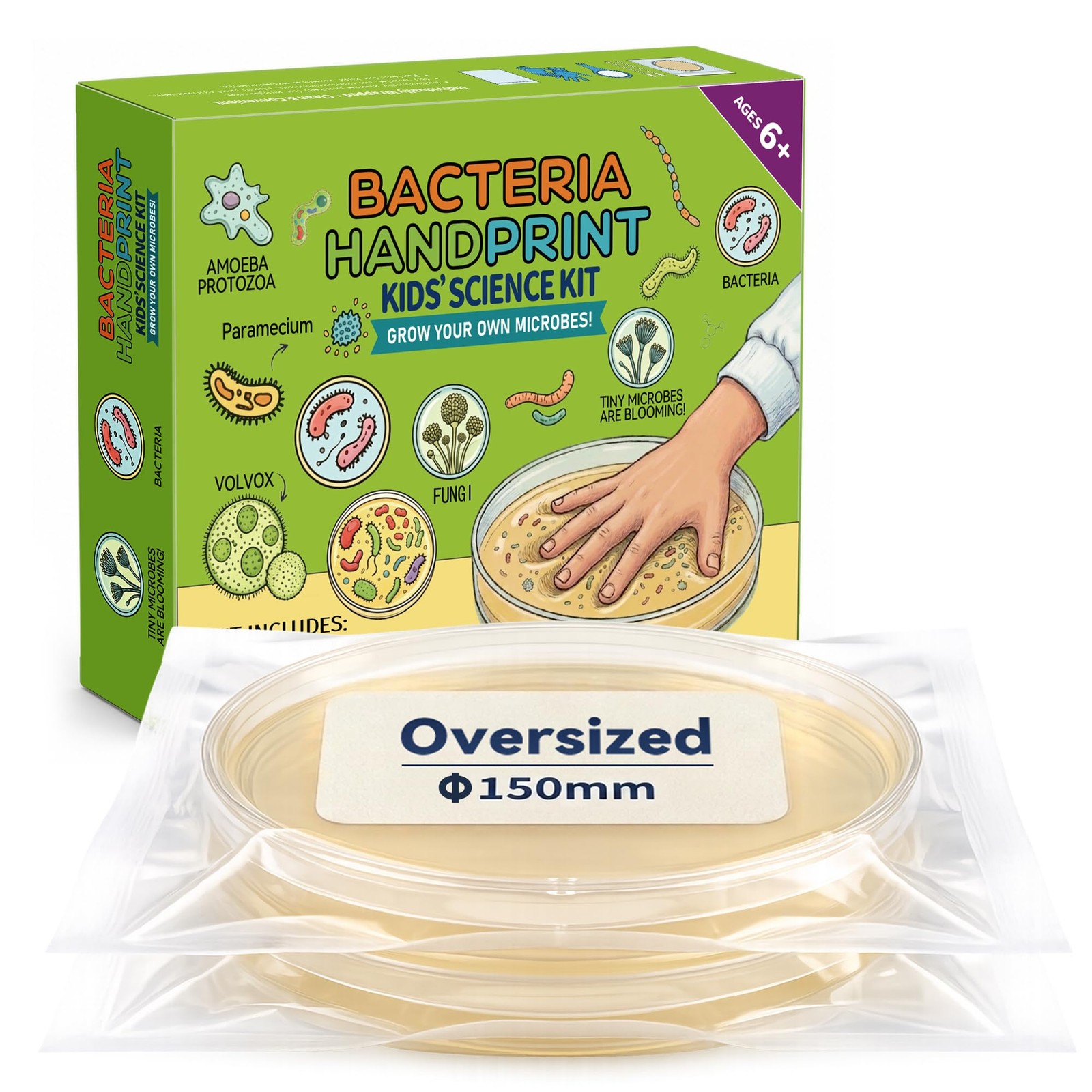 Kids Bacteria Handprint Kit – 2 Giant 150mm Prepoured Agar Petri Dishes