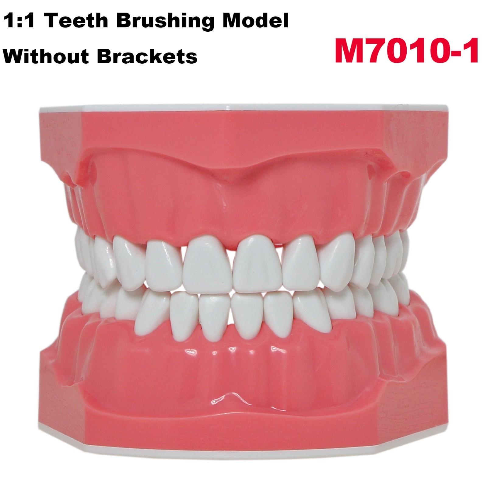 US Dental Typodont 1:1 Standard Brushing Flossing Practice Teeth Model M7010-1