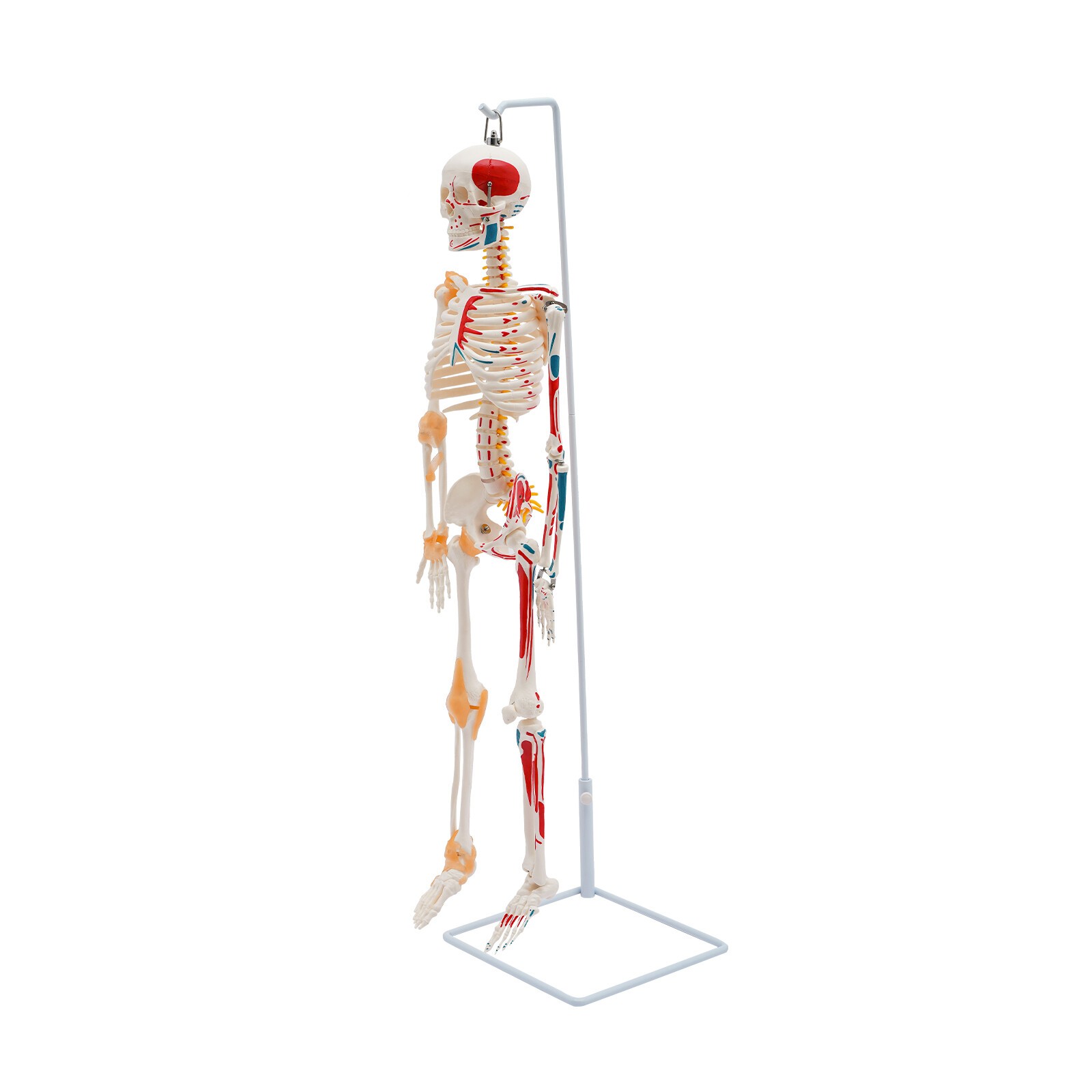 34″ Hanging Style Human Skeleton Model For Doctors’ Office or Anatomy Classroom
