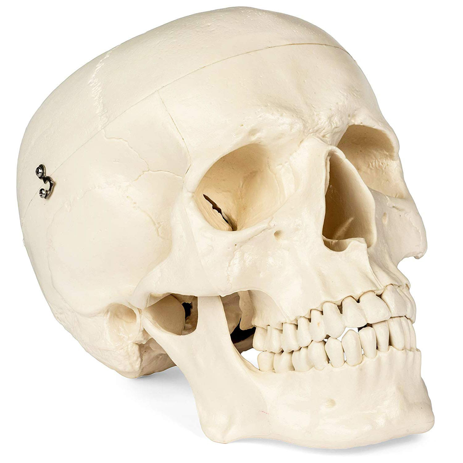 Medical Anatomical Skull Model – 1:1 Life Size Replica Anatomy Adult Human Head