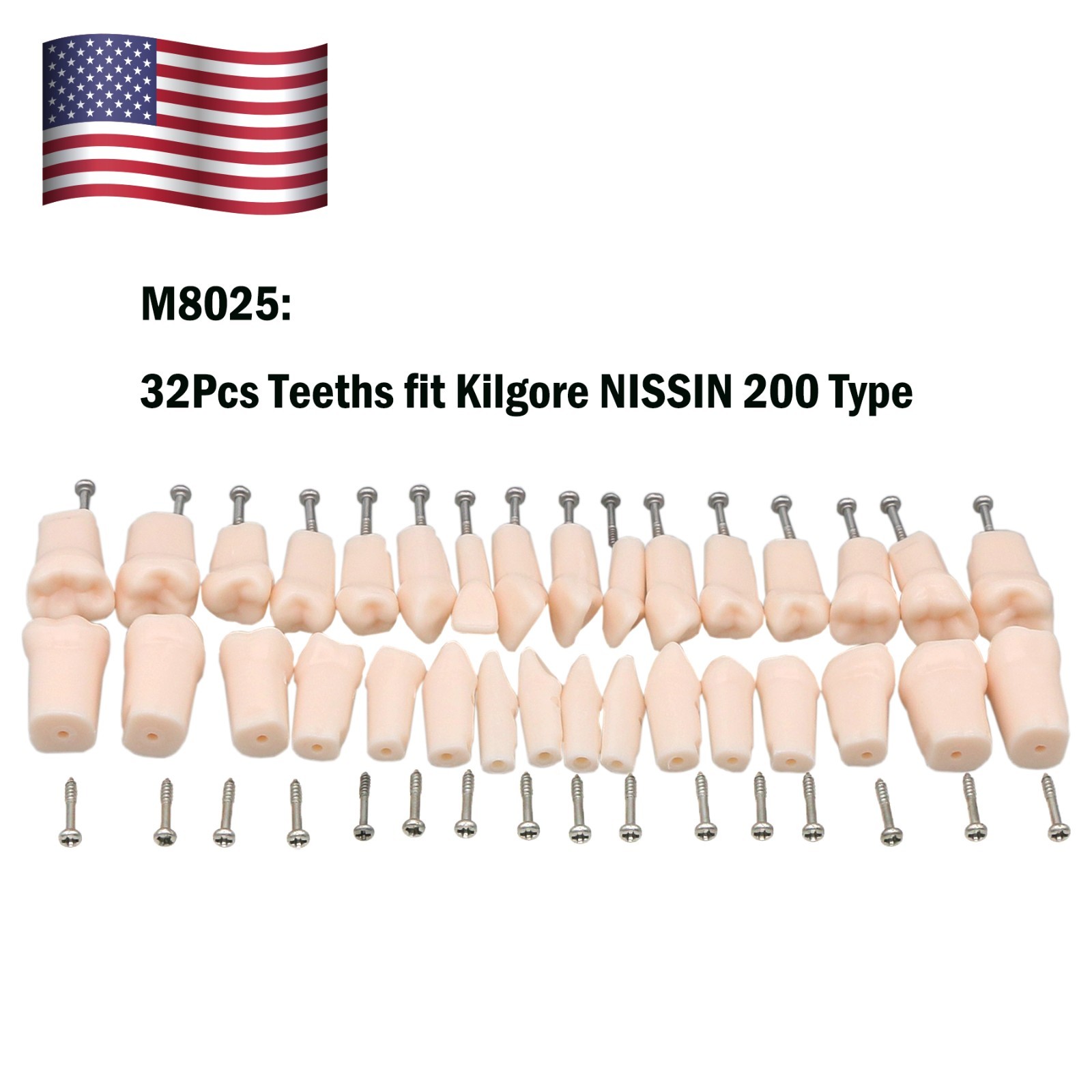 Kilgore Nissin 200 Type Dental Mounting Pole Typodont Model 32pc Removable Teeth