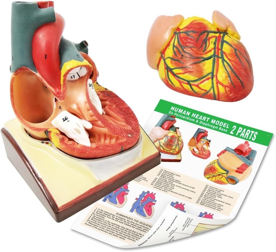 2-Parts 1:1 Anatomical Human Heart Model for Teaching Cardiology Nursing school