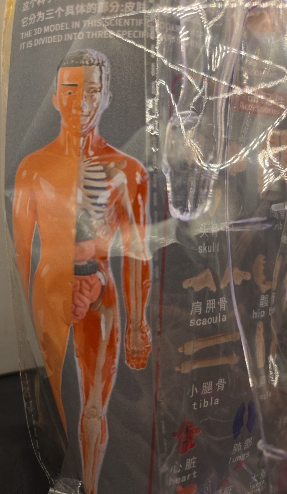 Human Body Model With Removable Organs Bones