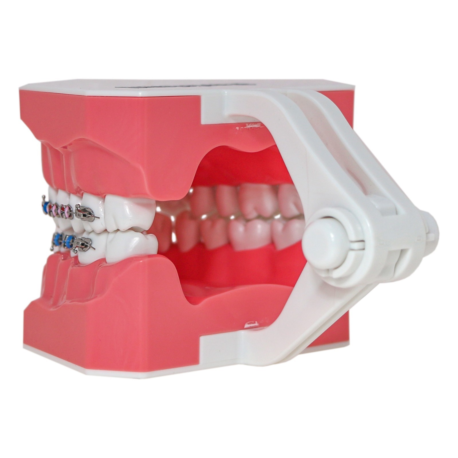Dental Typodont Orthodontic Teeth Model with Metal Braces for Brushing Practice