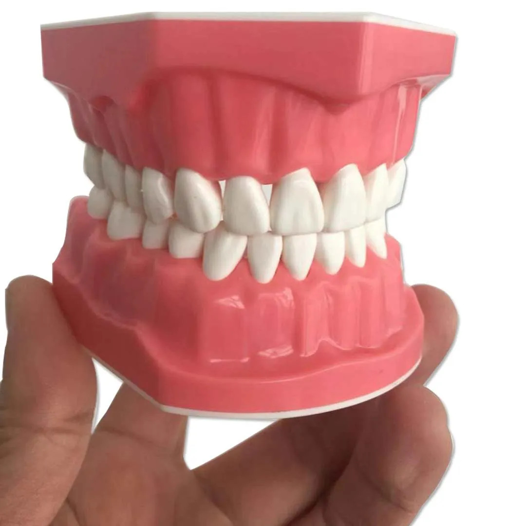iDentical Tooth Brushing Demonstration Model-M7010 Tooth Brushing FREE SHIPPING