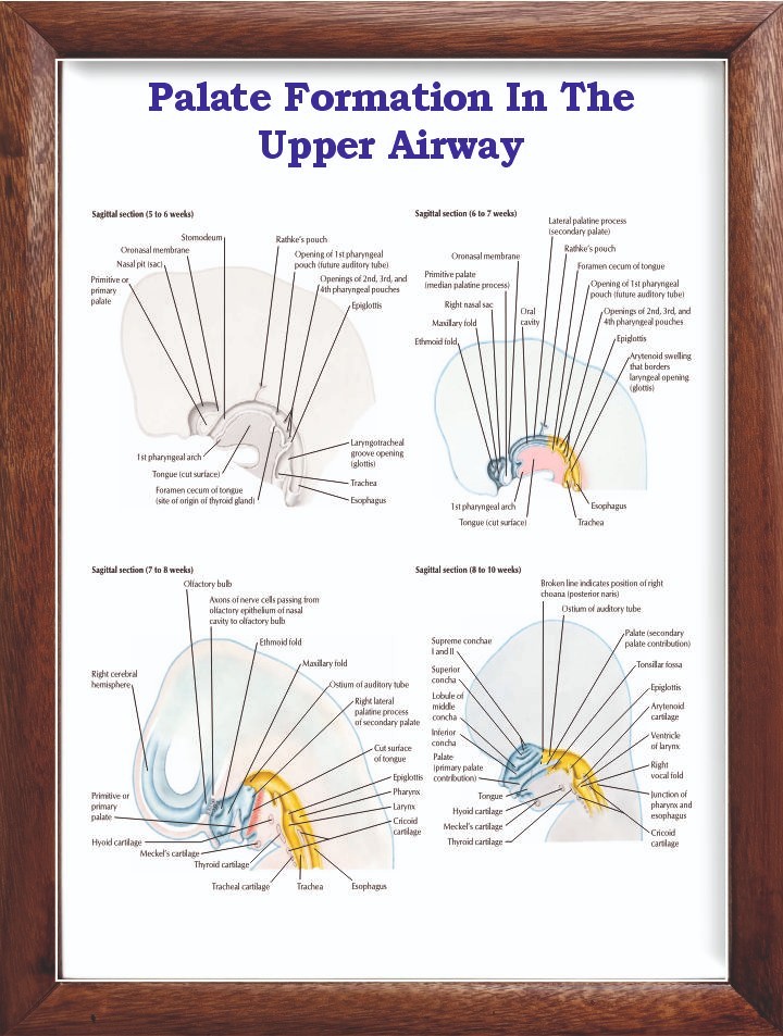 Palate Formation In The Upper Airway Chart 12×18 inches