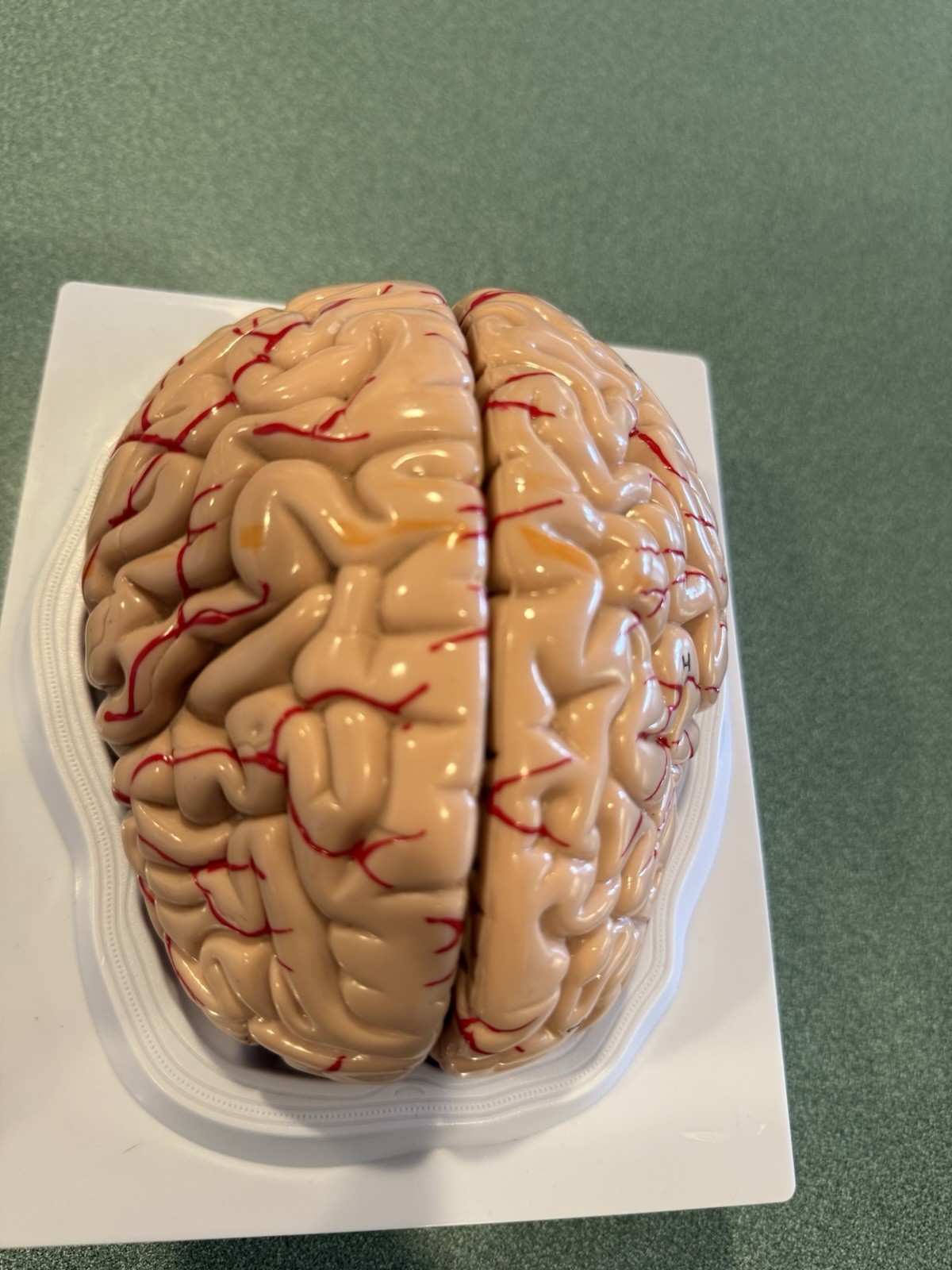 Human Brain Model Anatomical Anatomy Medical Teaching Education Study Science