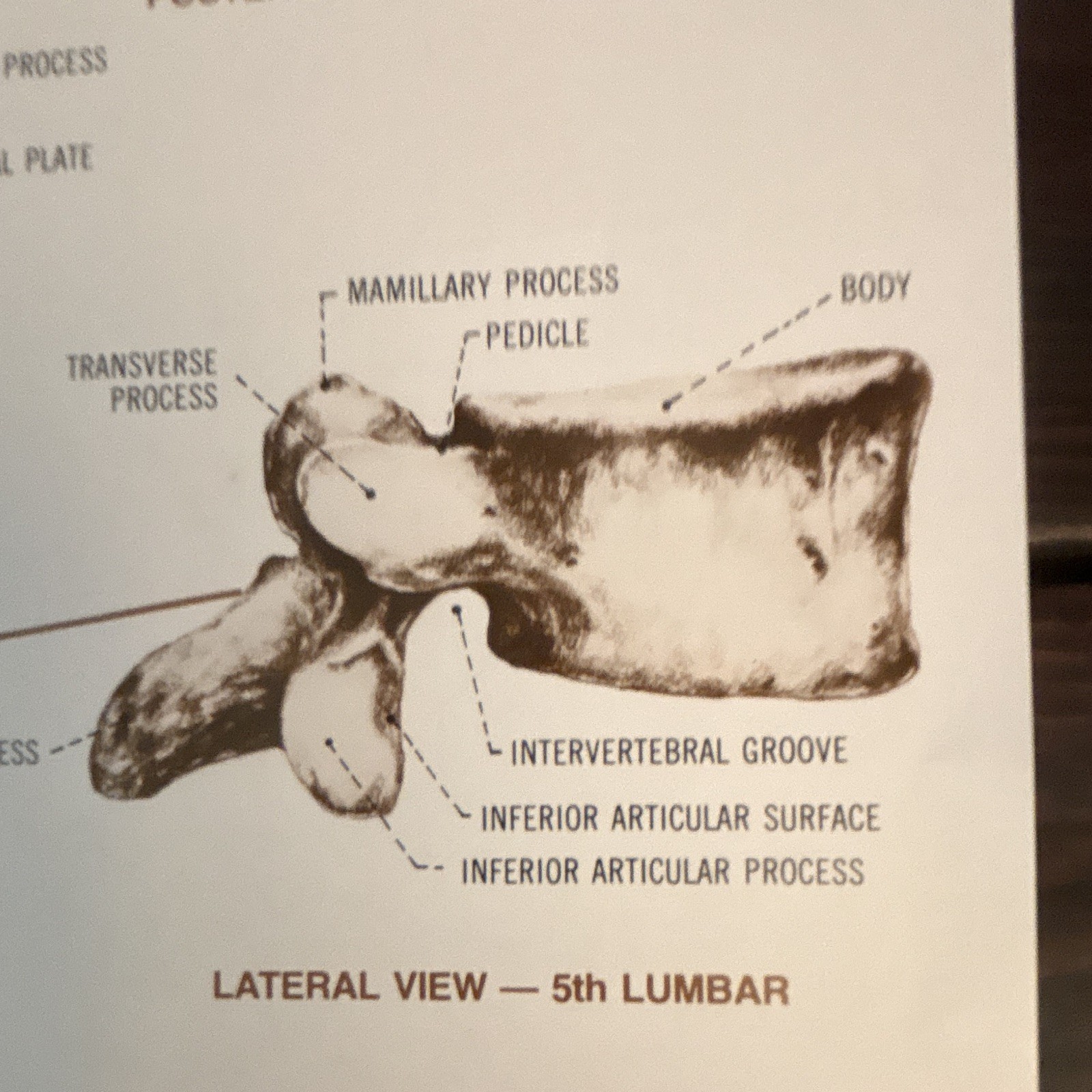 Anatomical Chart Co. The Vertebral Column Anatomical Chart Orthopedics 1980