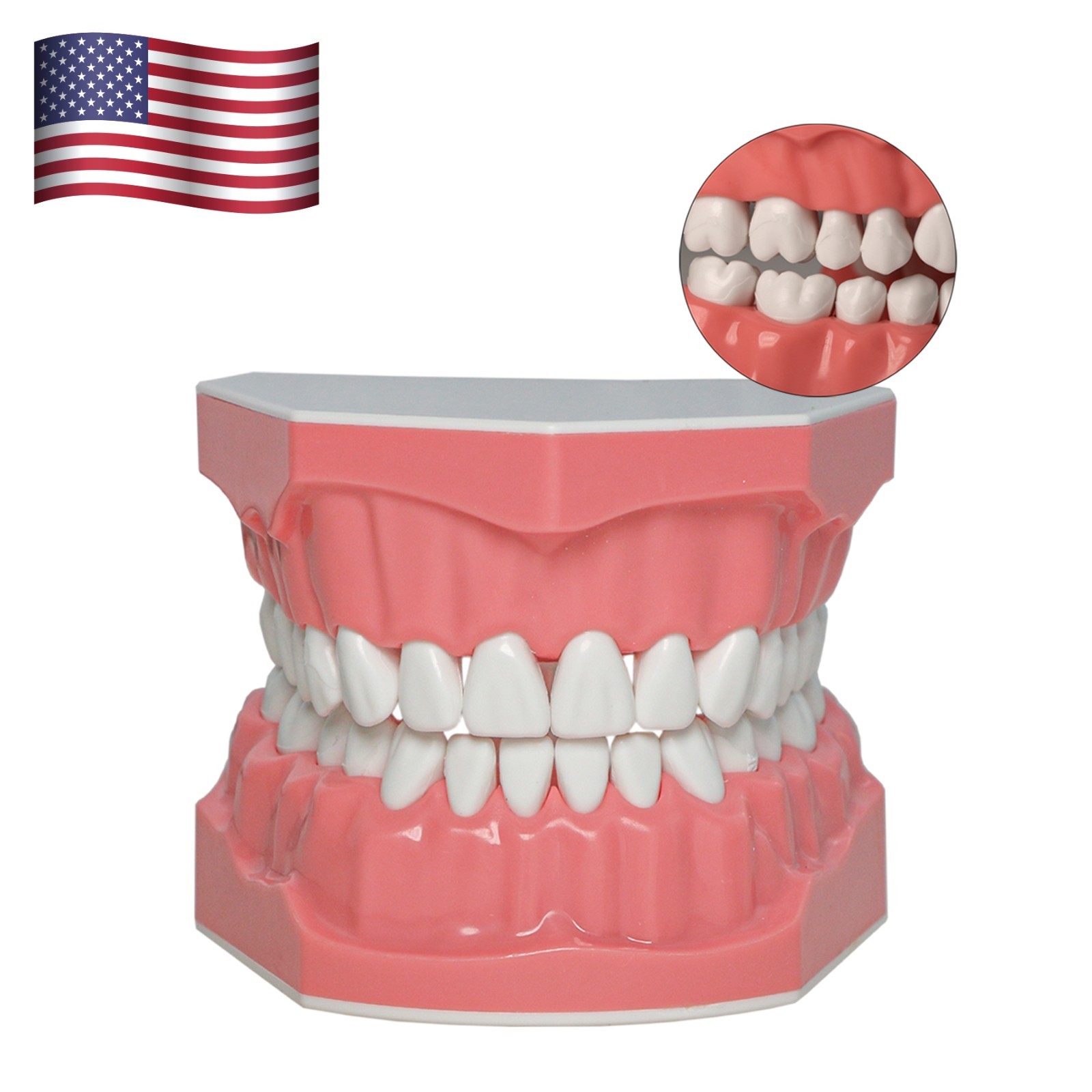 Dental Typodont Orthodontic Teeth Model with Brackets Brushing Flossing Practice