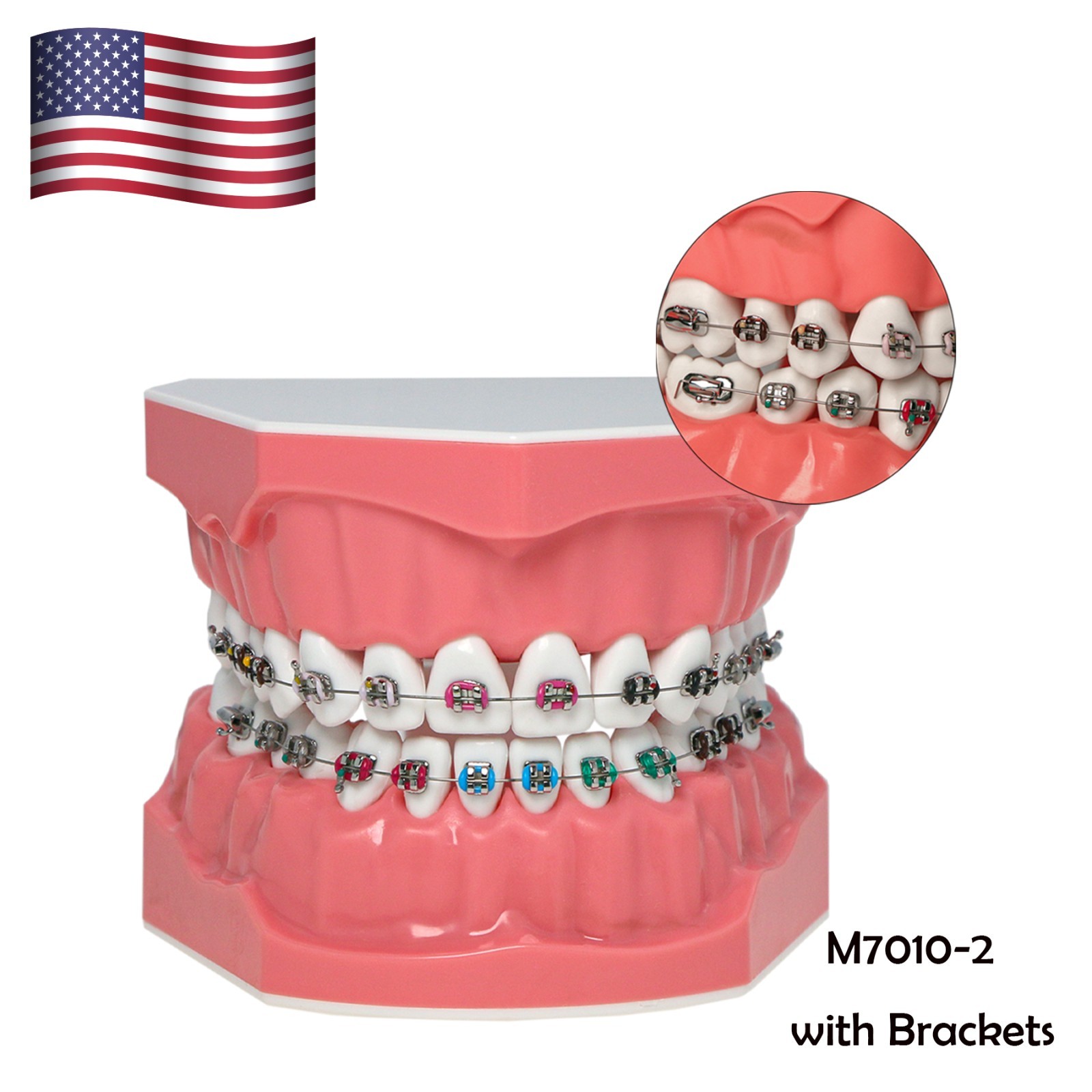 Dental Typodont Orthodontic Teeth Model with Brackets Brushing Flossing Practice