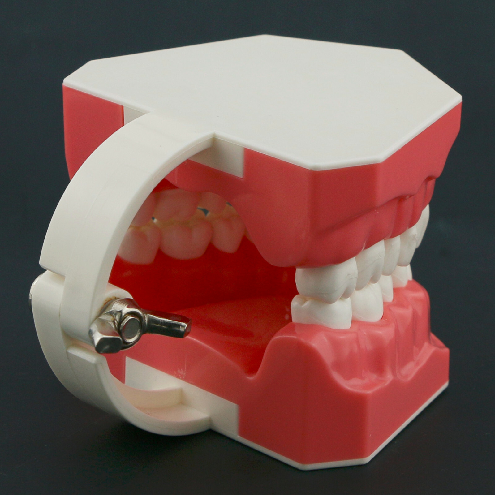 Dental Typodont Model Brushing Flossing Practice Teaching Studying Model M7010-1