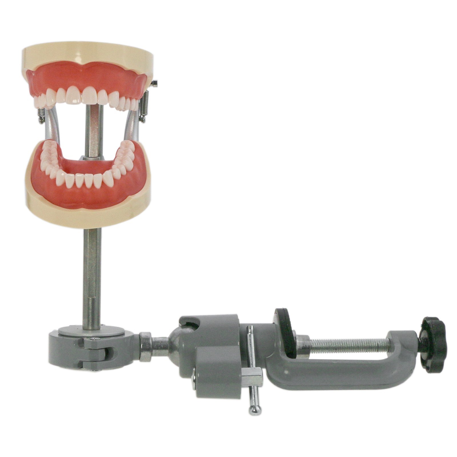 US Kilgore Nissin 200 Type Dental 32pcs Teeth Removeable Model & Mounting Pole