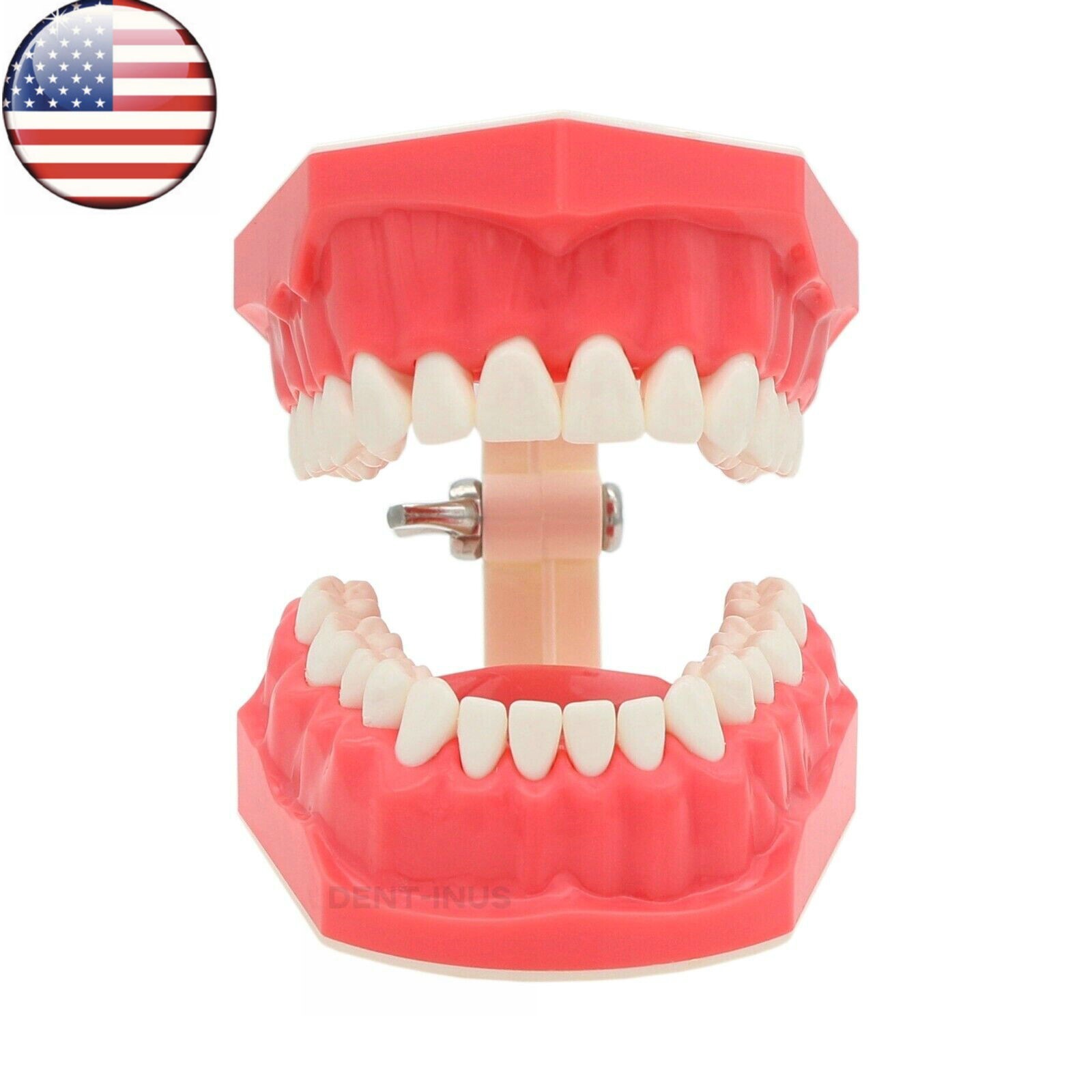 US Dental Typodont Standard 1:1 Brushing Flossing Practice Teeth Model M7010-1