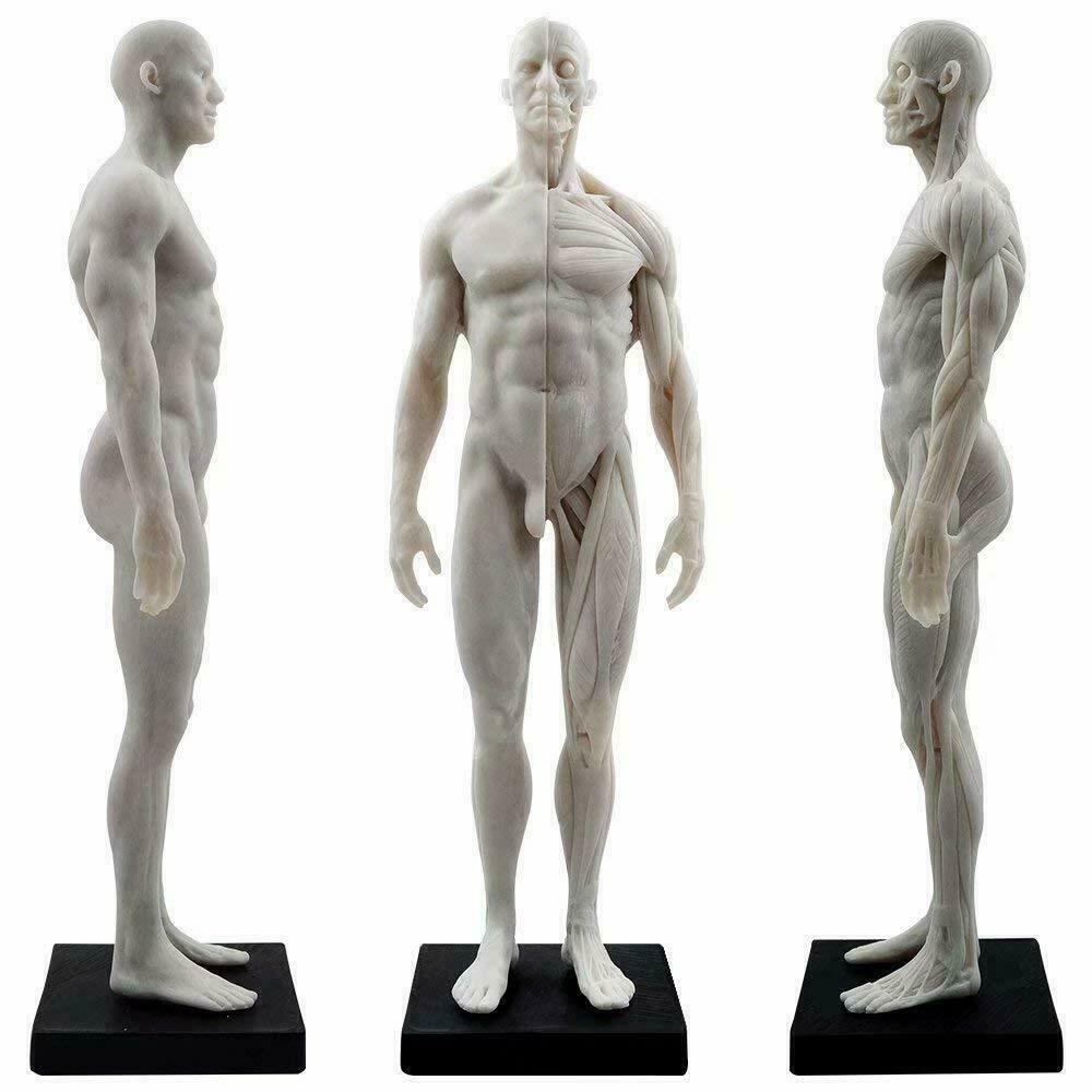 Human Anatomical Model Art Mannequin Musculoskeletal Structure Male+Female US