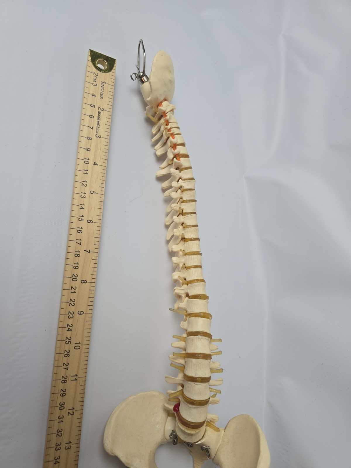 18 inch Human Spine with Pelvic Model Human Anatomical Anatomy Spine Model