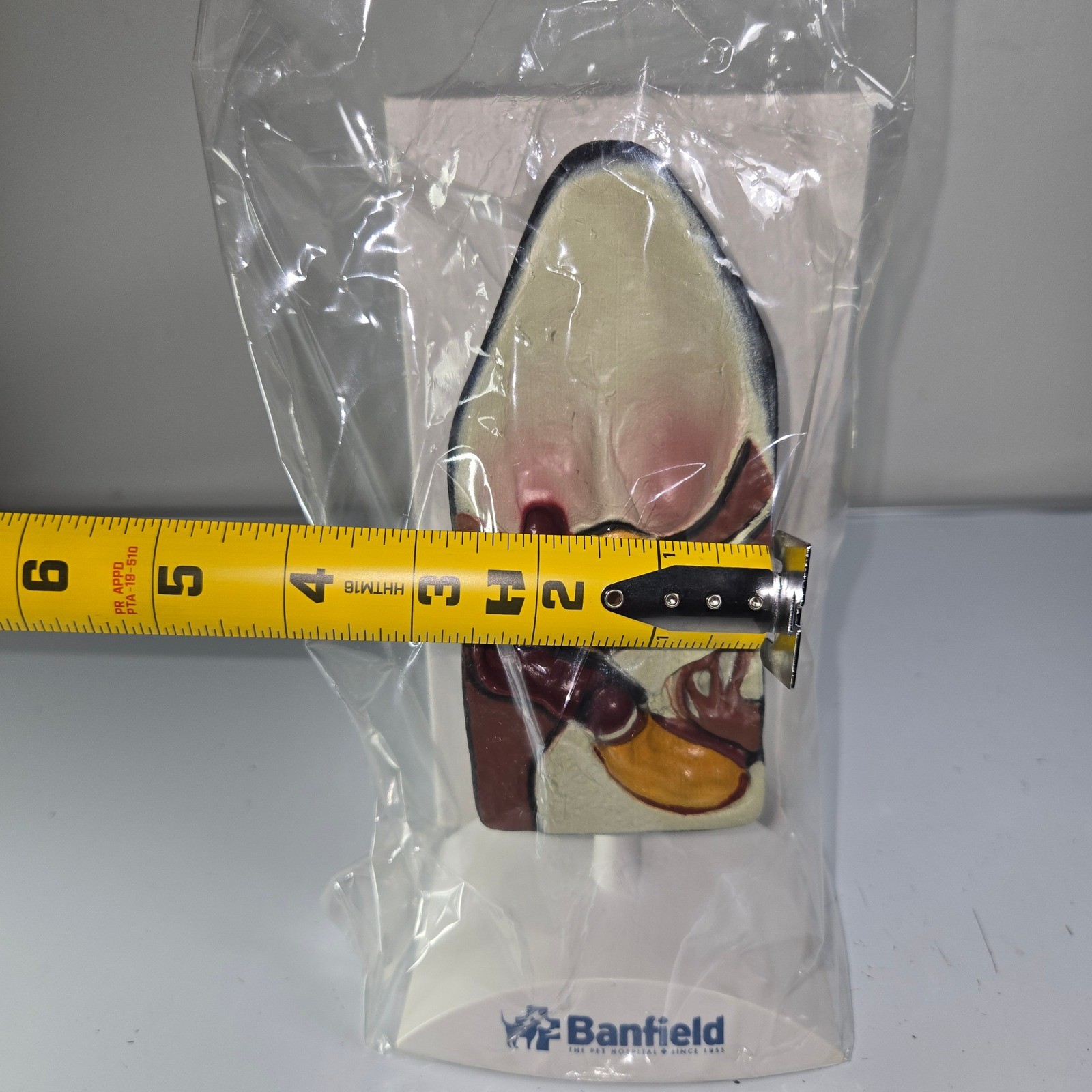 Banfield Ear Anatomy Model Educational Teaching Aid Medical Science