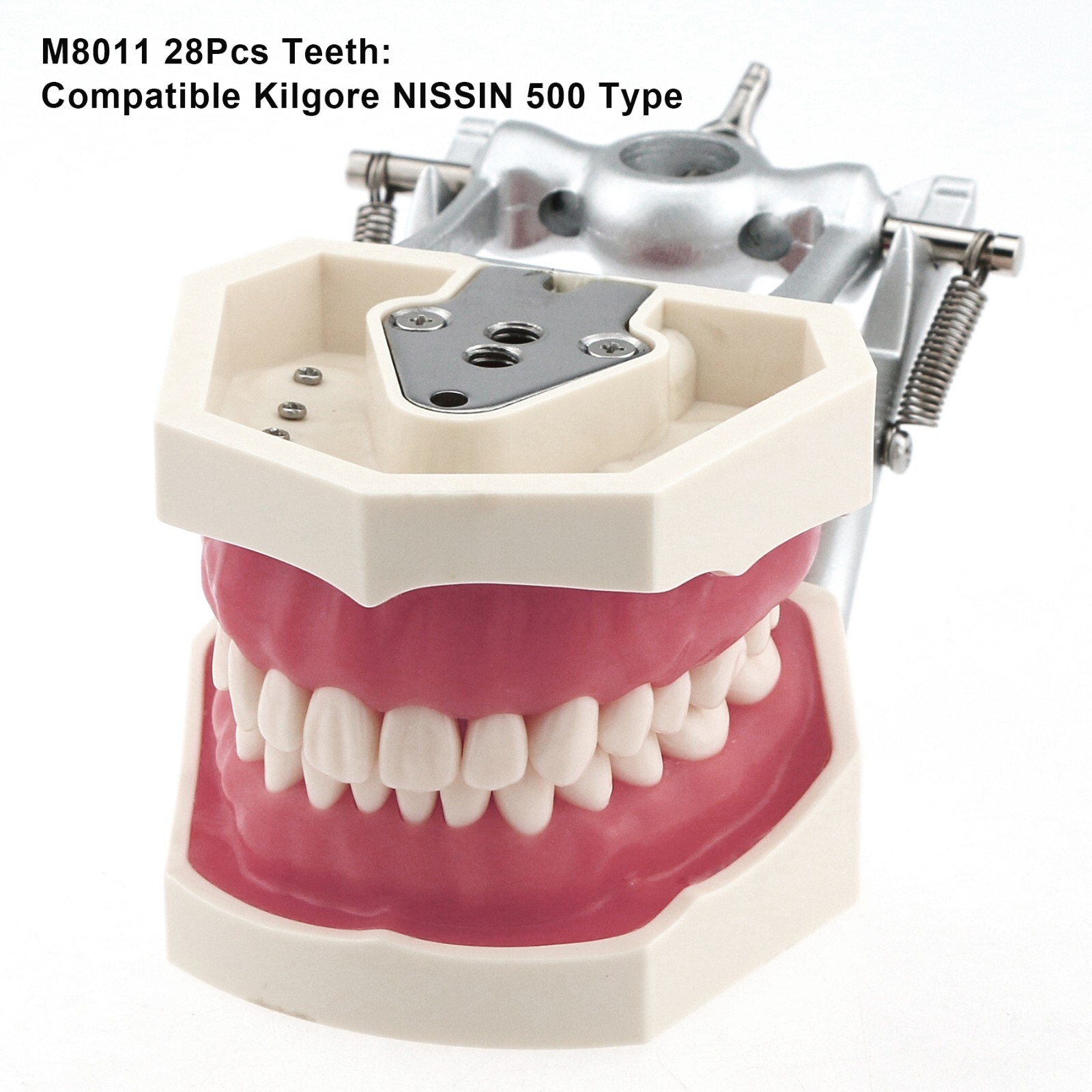 Dental Model With Screw-in Teeth fit Kilgore NISSIN 200/500 Type Typodont Model