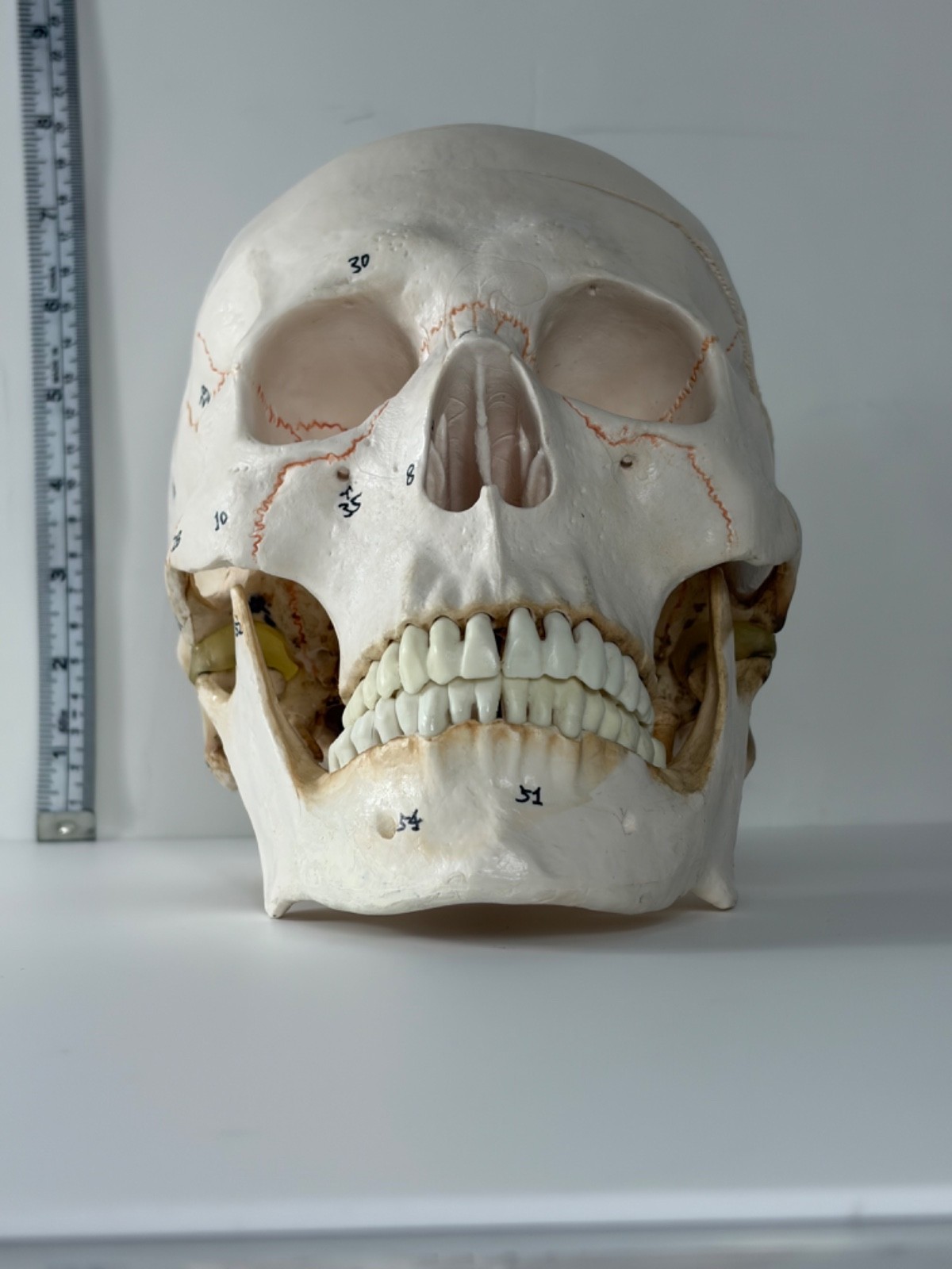 Walter Products Inc. B10221 Numbered Human Skull 3-Parts