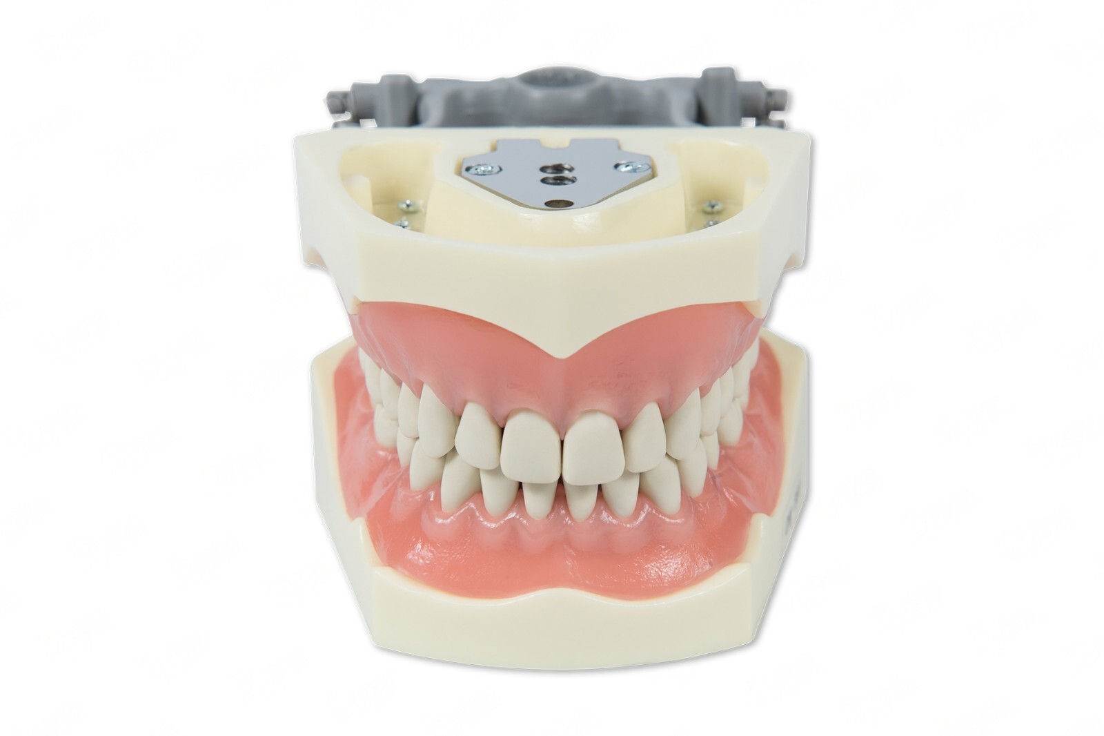 DENTAL TYPODONT 860 BUNDLE PACK 10 EXTRA MOLARS FITS COLUMBIA BRAND TEETH
