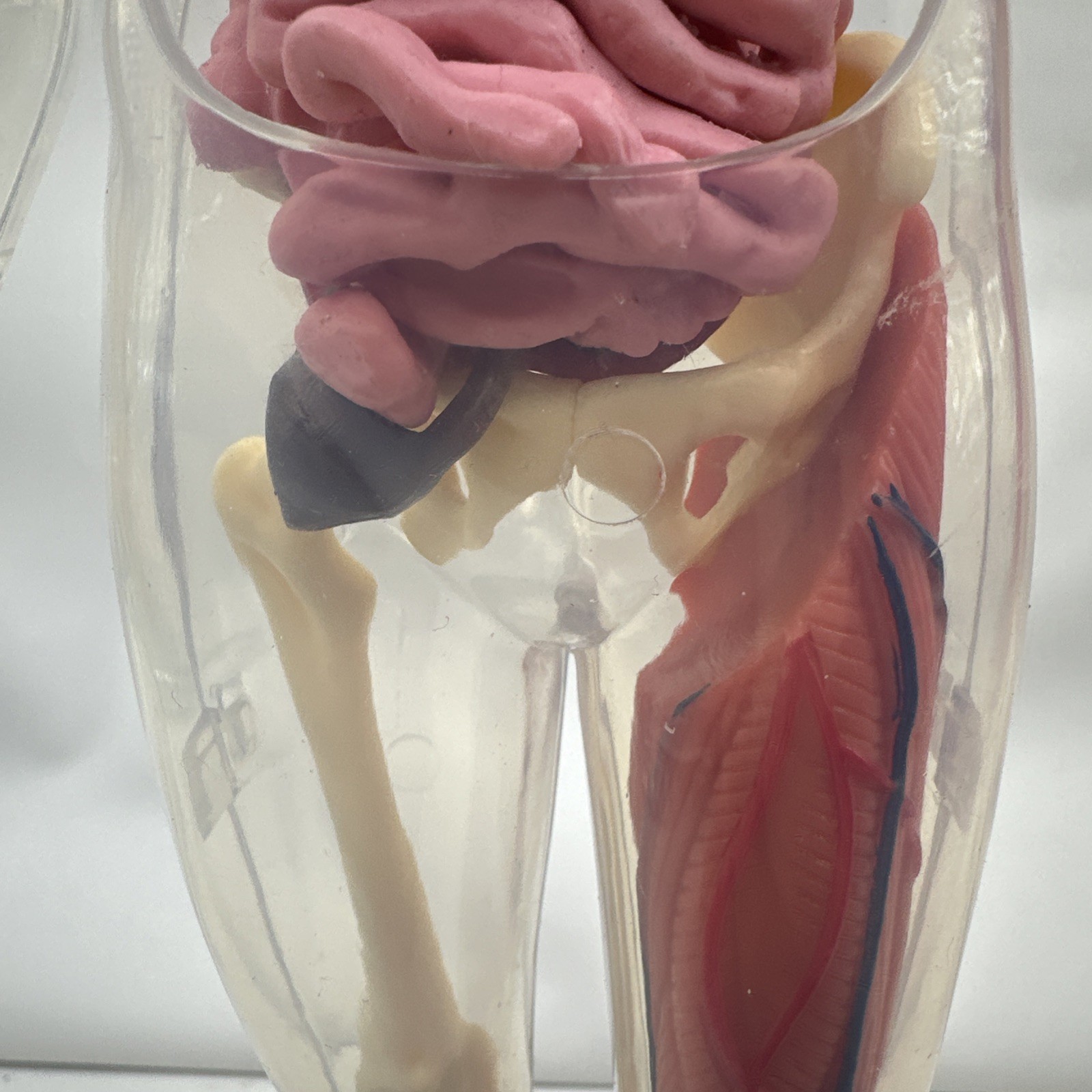 Human Body Model Anatomy Heart Brain Skeleton Muscles Lungs Student 13″