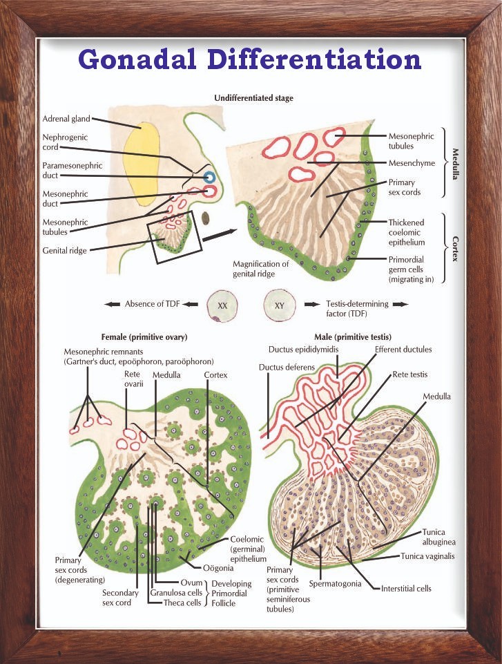 Gonadal Differentiation Chart 12×18 inches