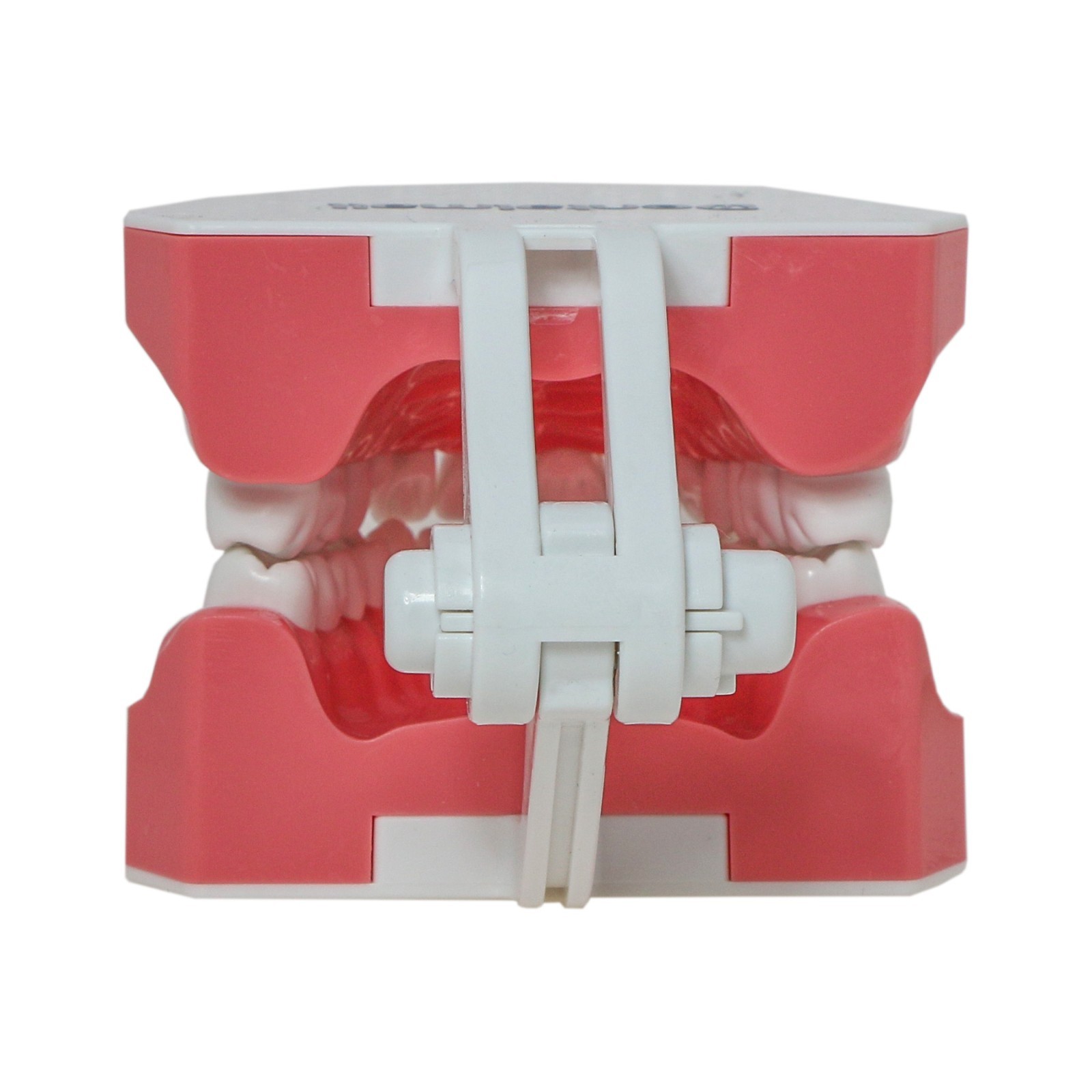 Dental Brushing Flossing Practice Teeth Typodont Model Teaching Studying M7010-1