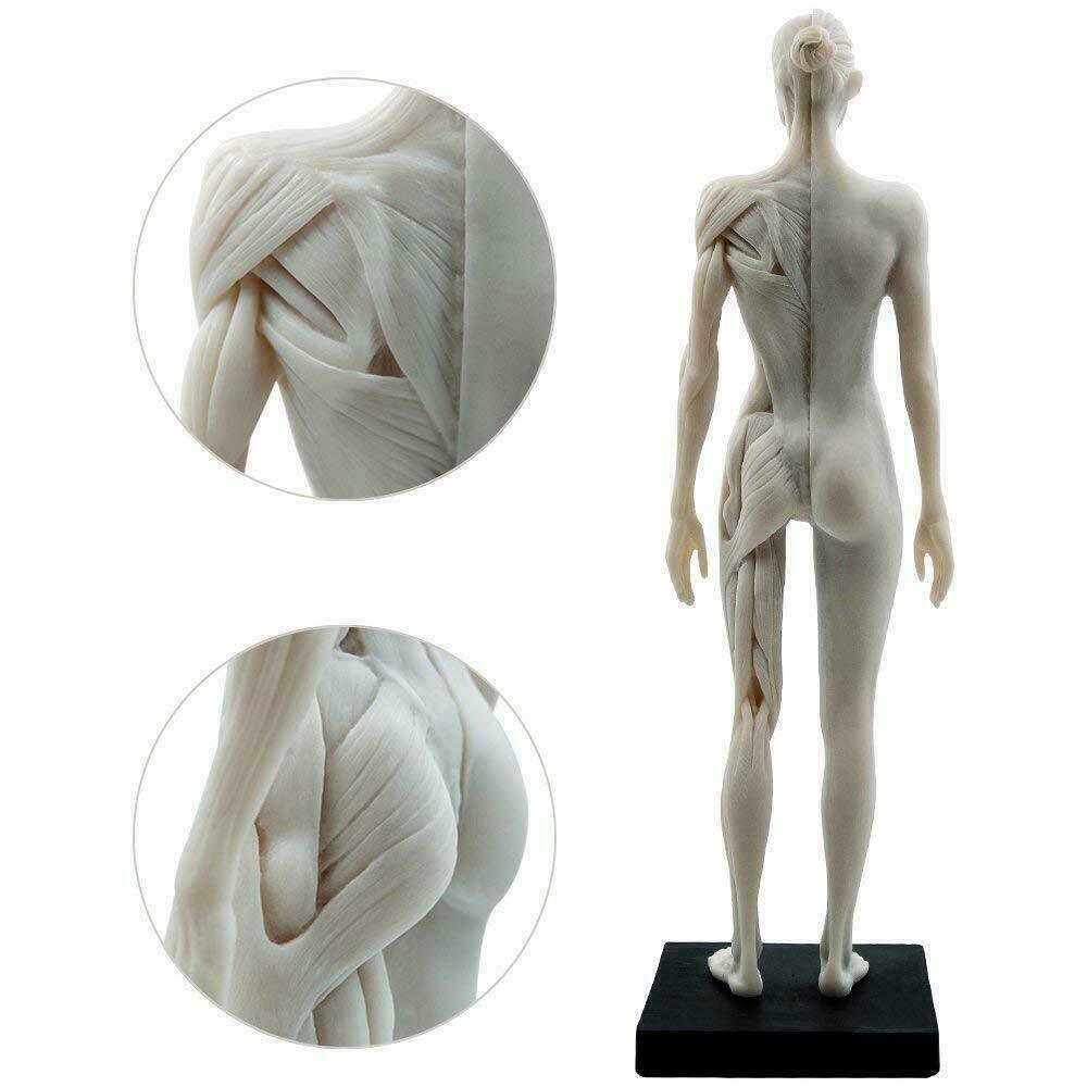 Human Anatomical Model Art Mannequin Musculoskeletal Structure Male+Female US