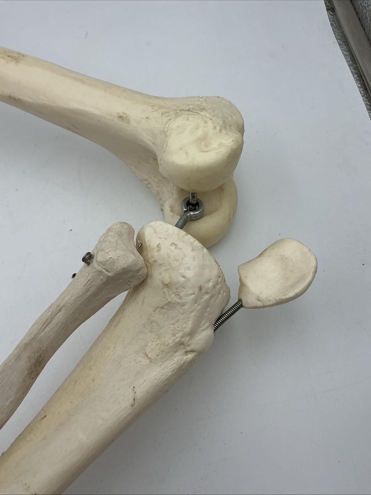 3B Scientific Leg Skeleton with Pelvic Bone Physiological Phil A15/3 Replacement