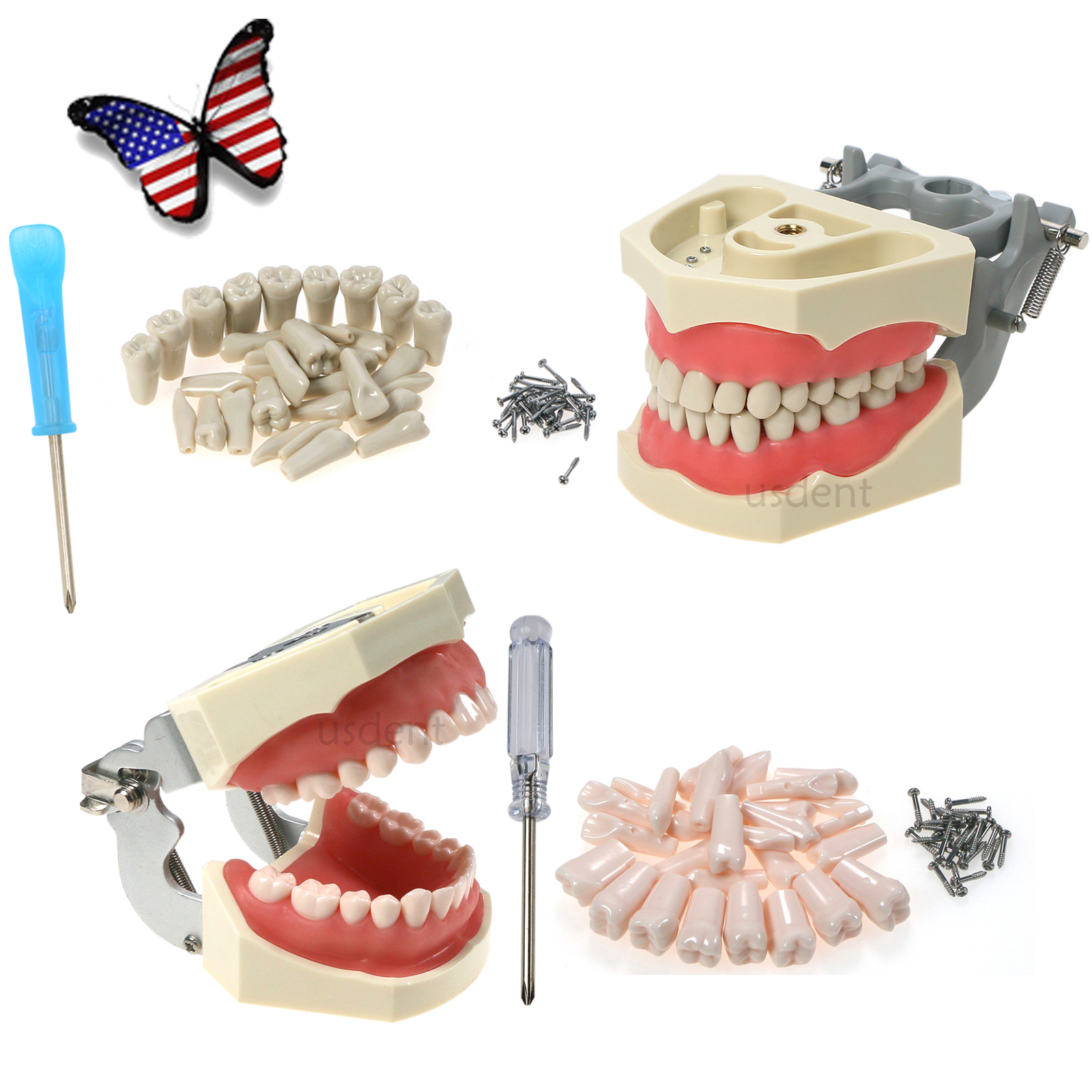 32pcs Removable Dental Typodont Columbia 860 Type Teeth Exam Restorative Model