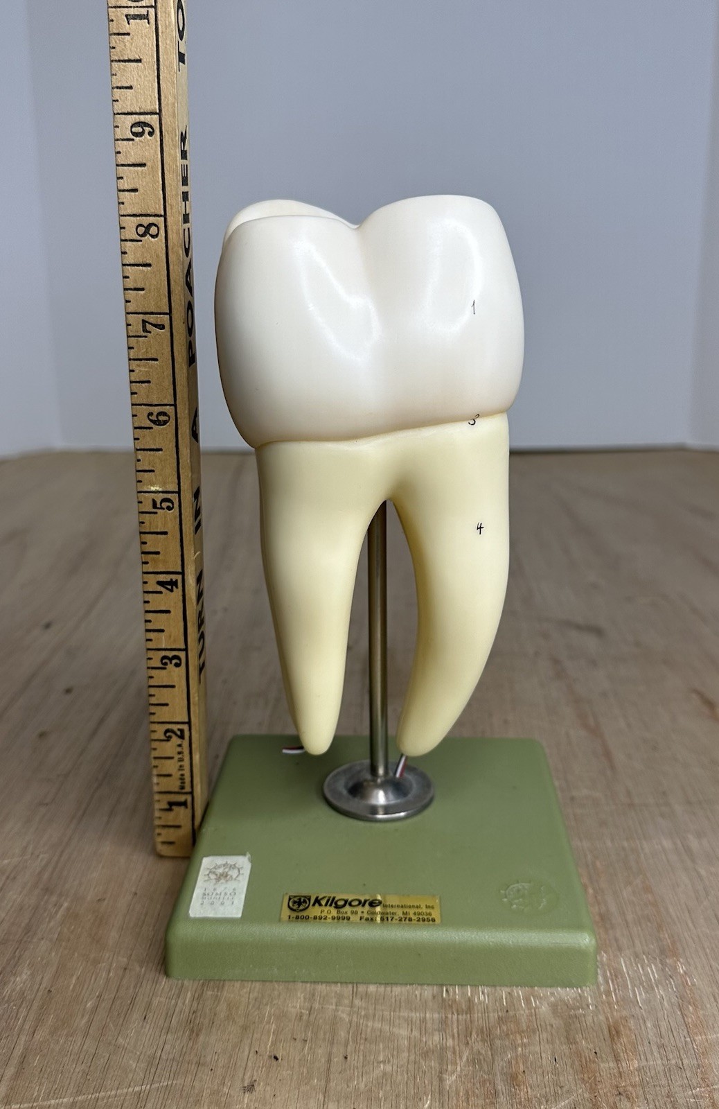 VTG SOSMO TOOTH ANATOMICAL MODEL DISPLAY DENTAL DENTISTRY EDUCTATIONAL GERMANY