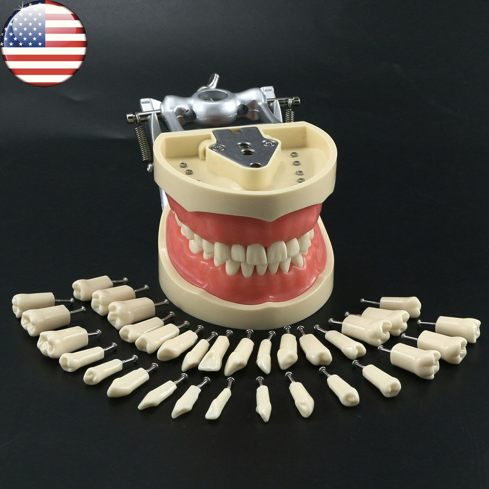 Dental Kilgore NISSIN Type 28/32 Pcs Teeth Typodont Model With Removable Teeth