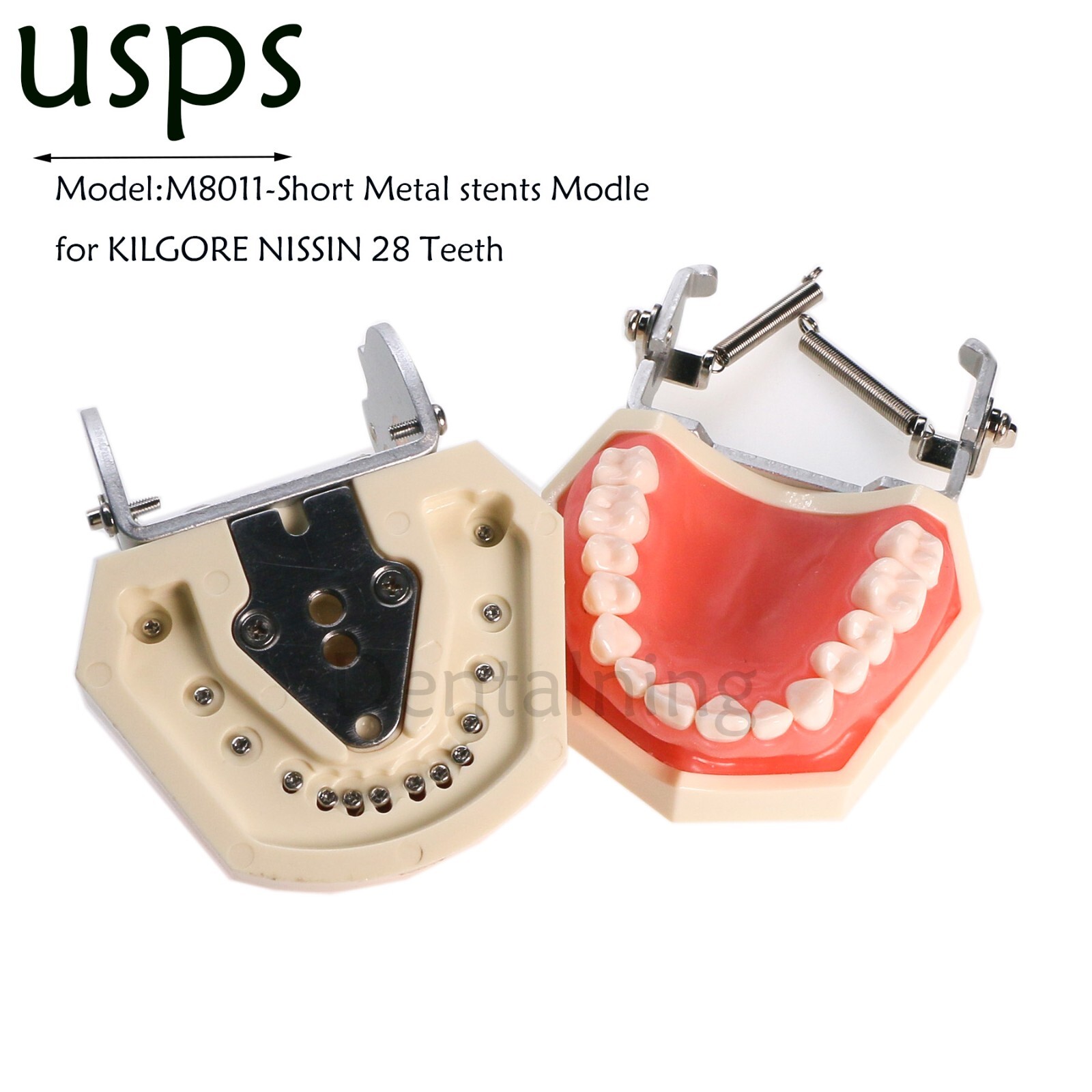 US Overdenture All-On-4/6 Implant /Ortho/Columbia 860/Kilgore NISSIN Teeth Model