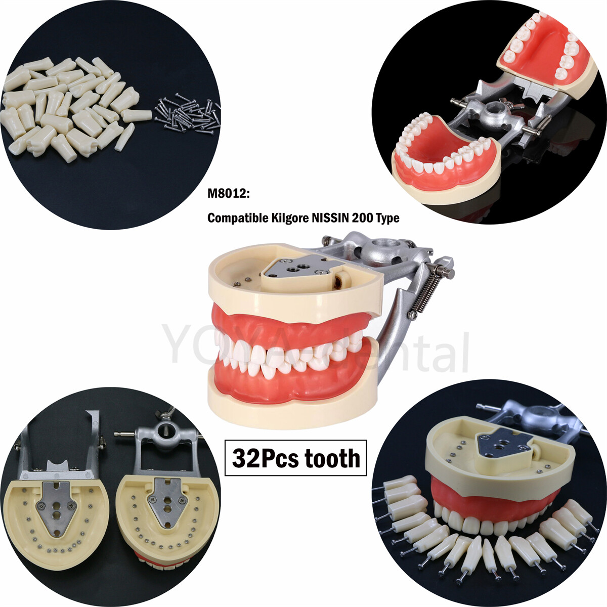 Dental Teeth Model For Kilgore NISSIN 500/200Screw-in Removable Teeth 28/32Pcs