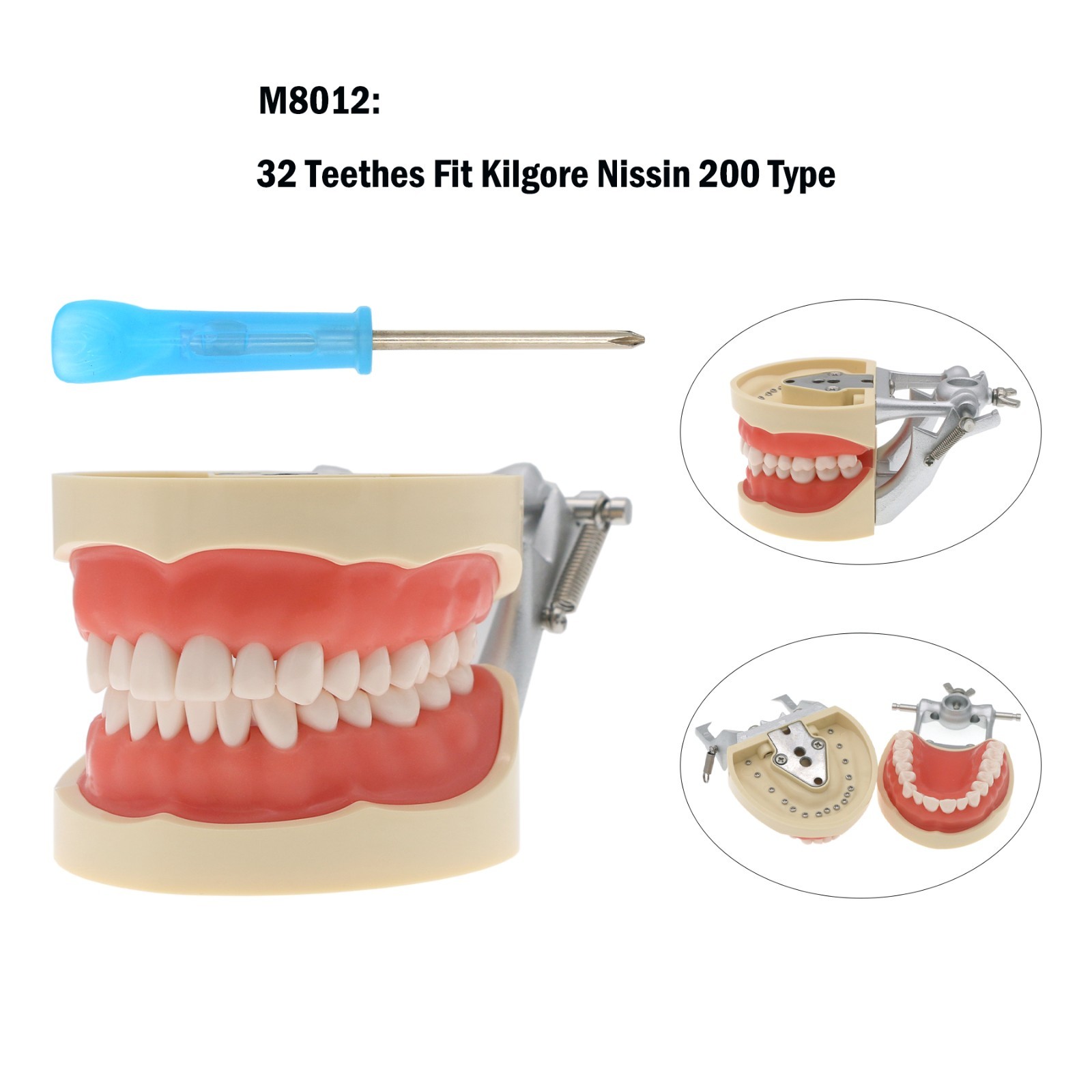 Kilgore Nissin 200 Type Dental Typodont 32Pcs Teeth Model Screw-in Replacement