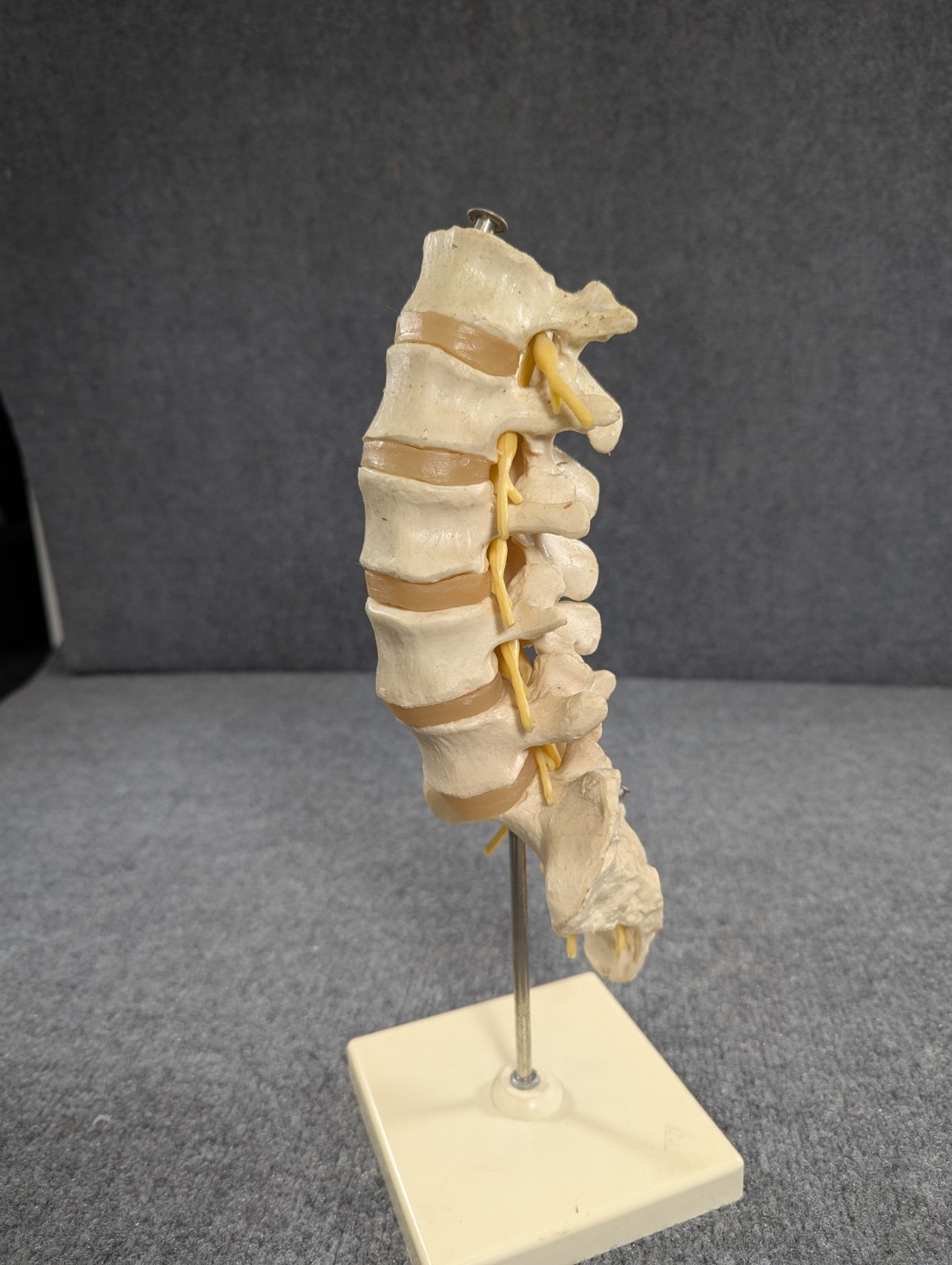 Human Lumbar Spinal Column 3B Scientific Anatomical Model Anatomy West Germany