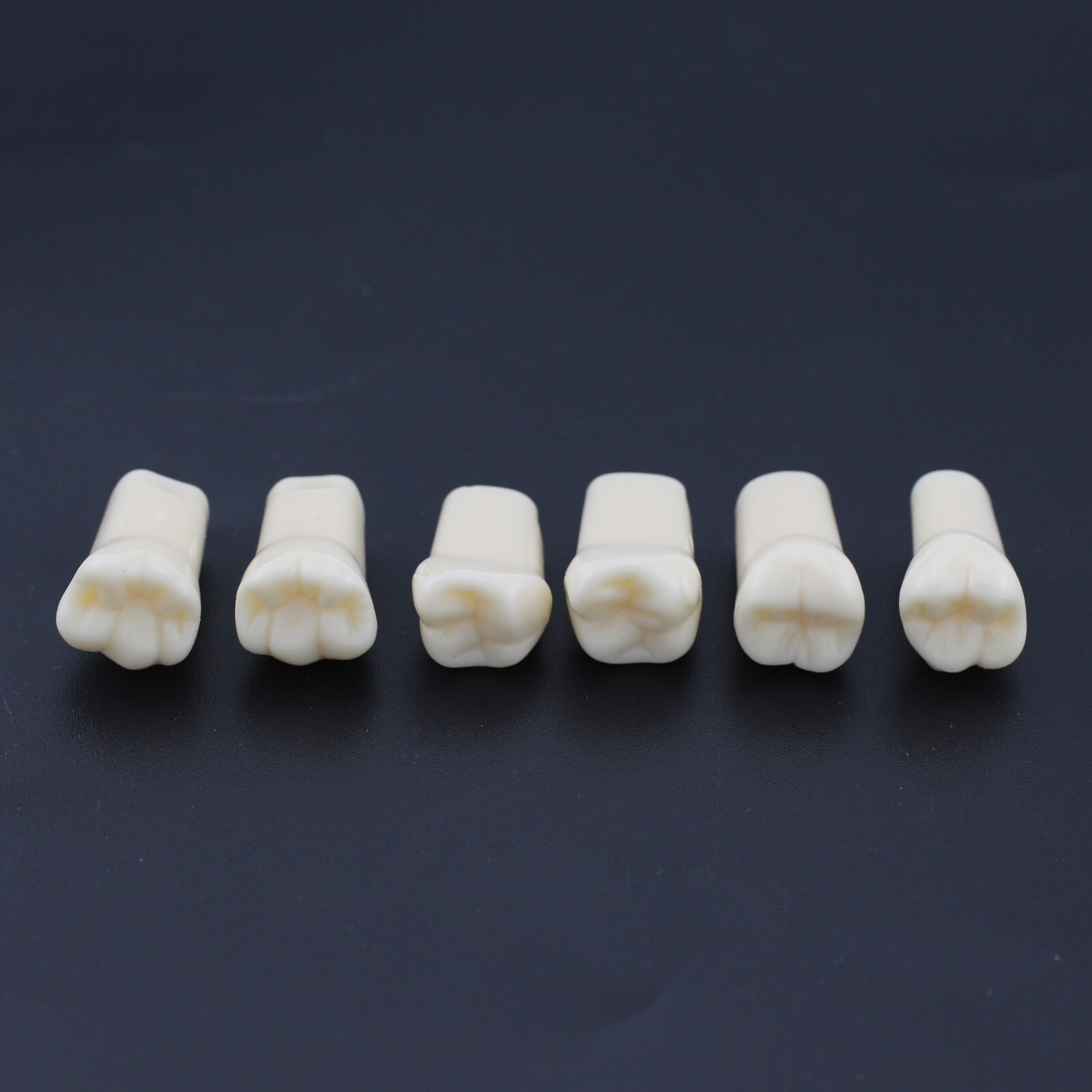 US Kilgore Nissin 200 Type Dental Typodont Model 32pcs Removable Teeth