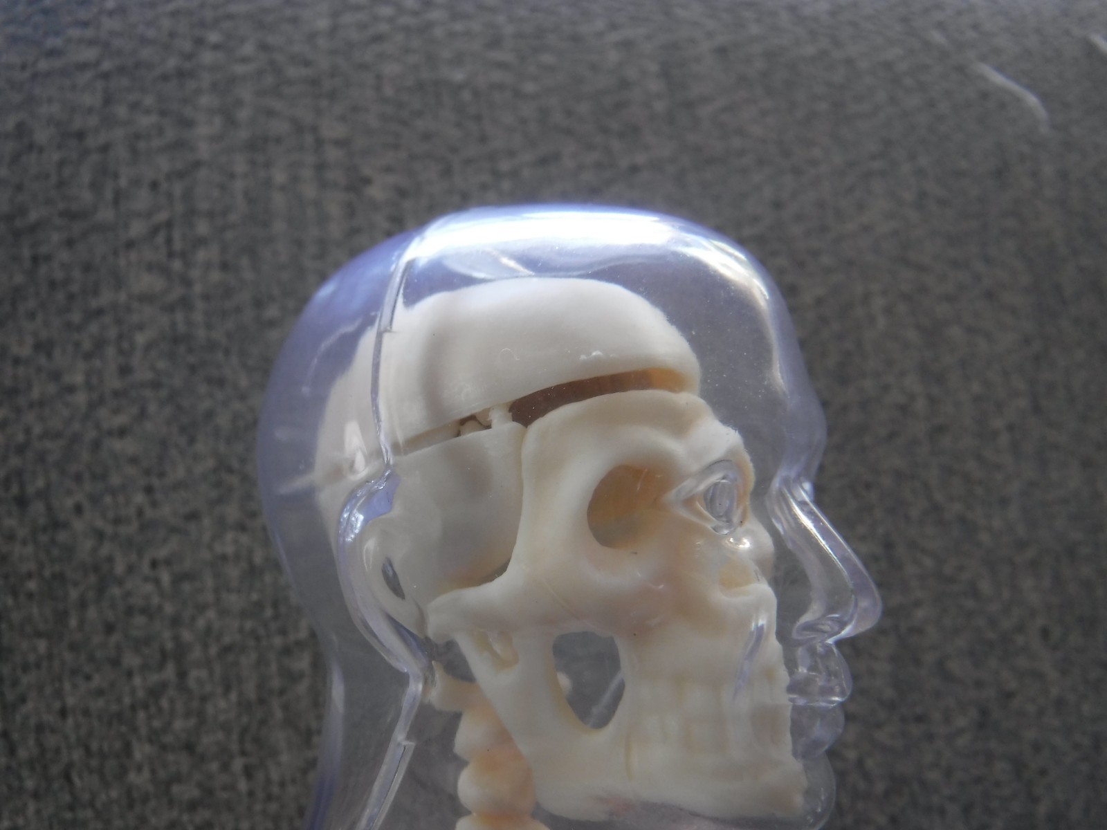 Human Body Anatomy Model 13″ Invisible Man Skeleton heart brain muscles lungs
