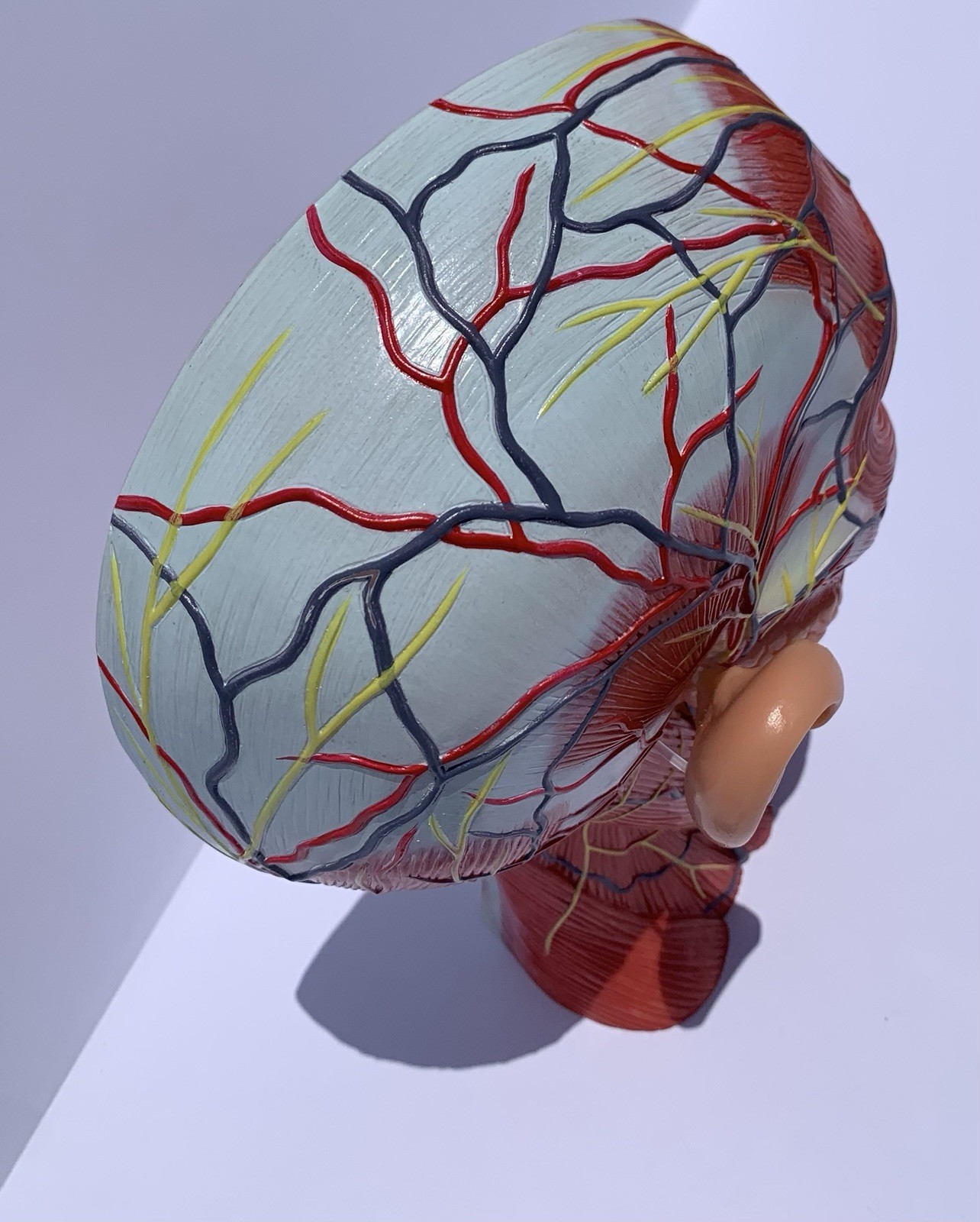 Life Size Human Half Head Anatomy Model Neurovascular Teaching Aid