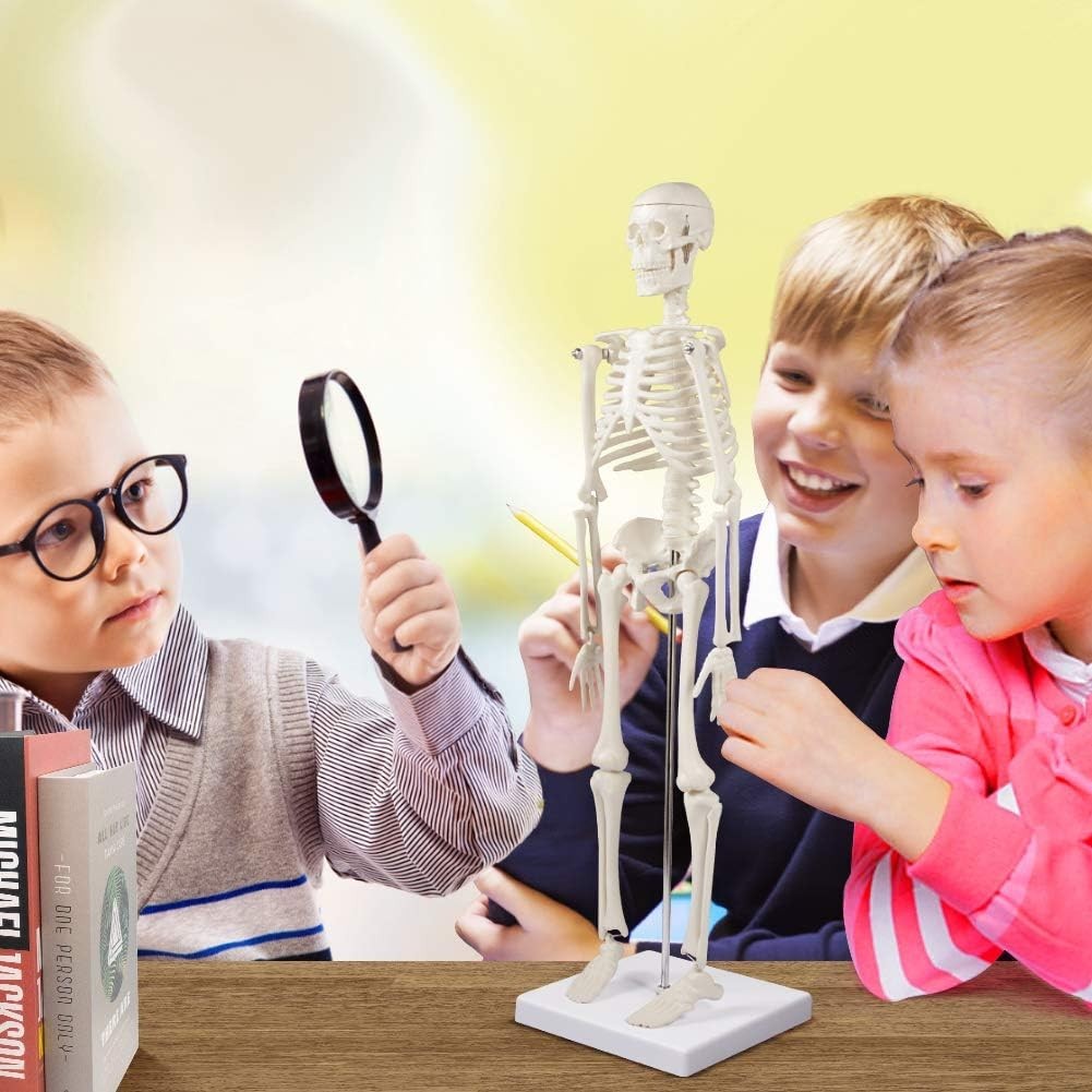 Miniature Human Skeleton Model, 17-Inch Display for Classroom and Halloween Use