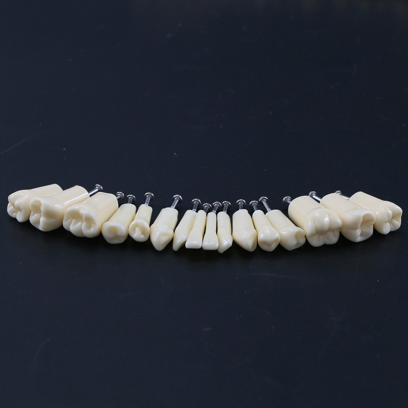 US Kilgore Nissin 200/500 Type Dental Typodont Model Removable Teeth & Screws