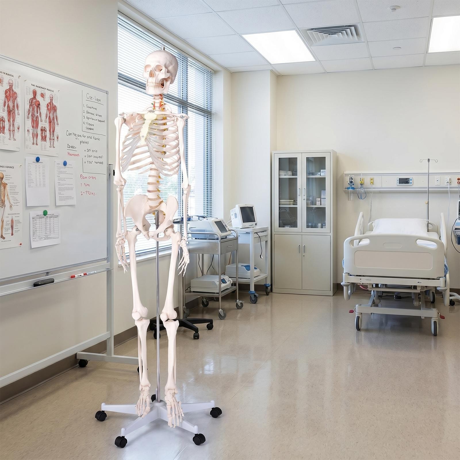 Human Skeleton Model Anatomical Skeleton Life Size with Muscle Points