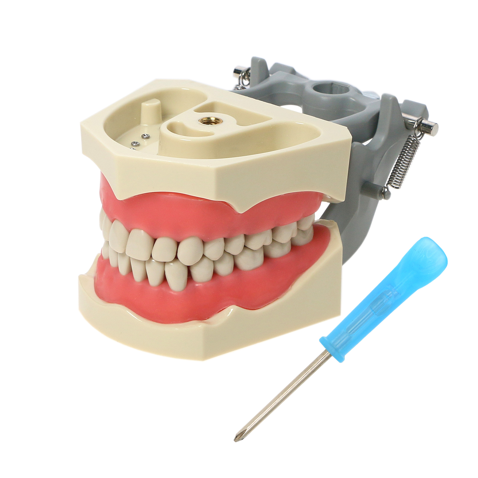 32pcs Columbia Dentoform Dental Typodont Model Removable Teeth Soft Gingiva Pole
